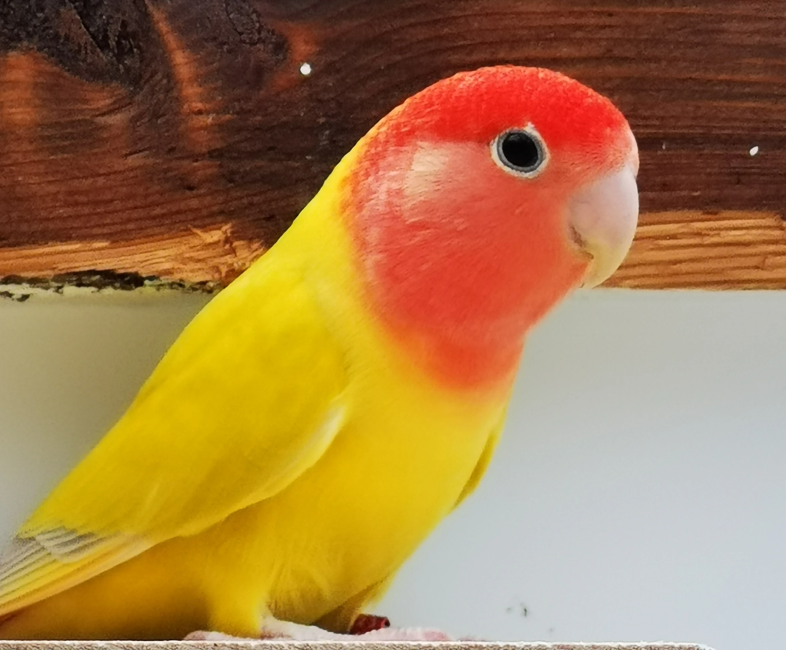 Agapornis růžohrdlý lutino opalín KOUPÍM