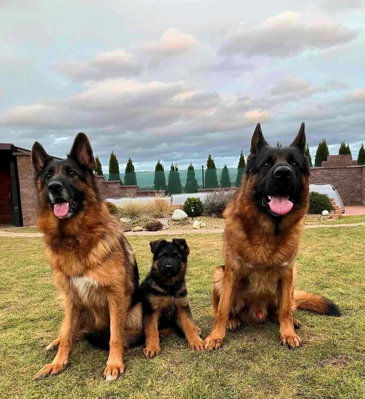 Německý ovčák-štěňata sPP supr kup