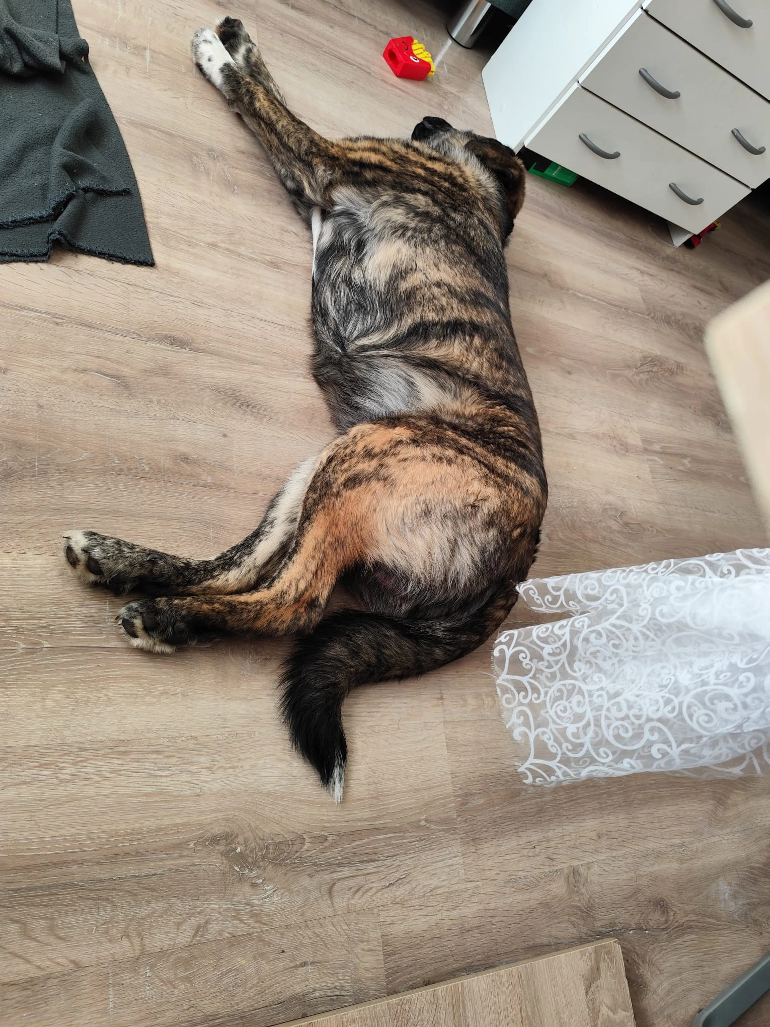 Pes kříženec labrador a pastevecky