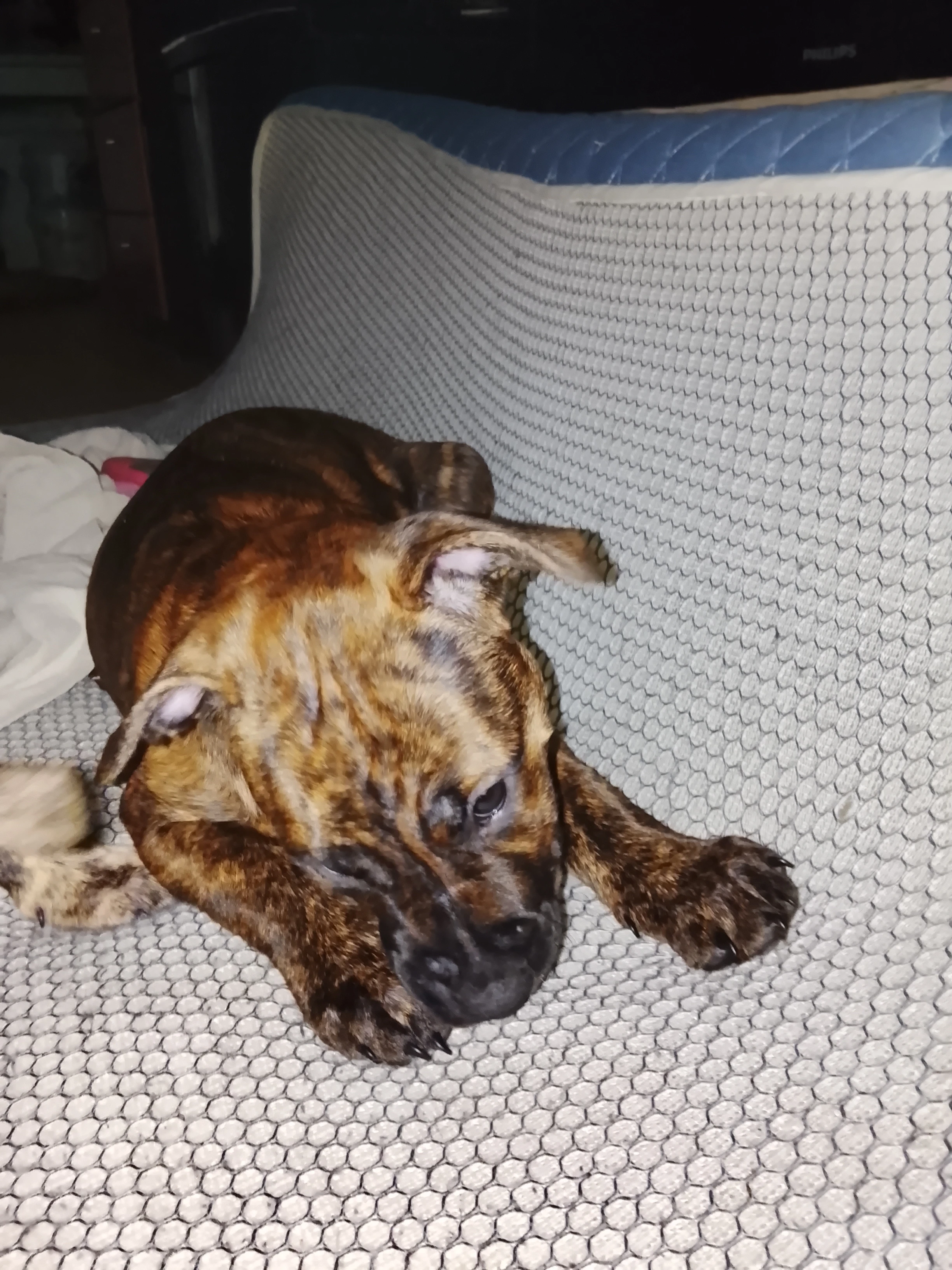 Štěně stafordský teriér