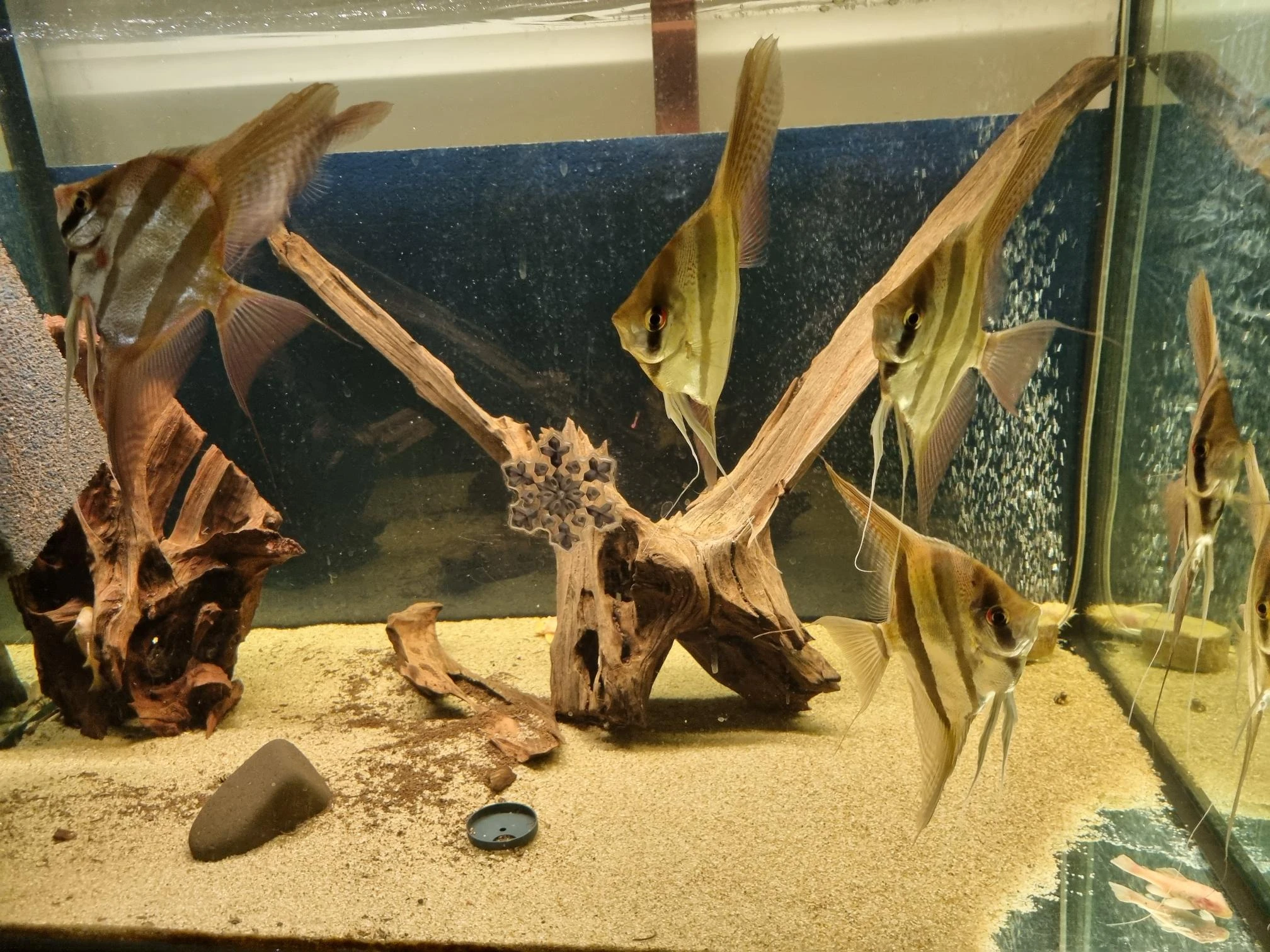 Altum skaláry dospělé