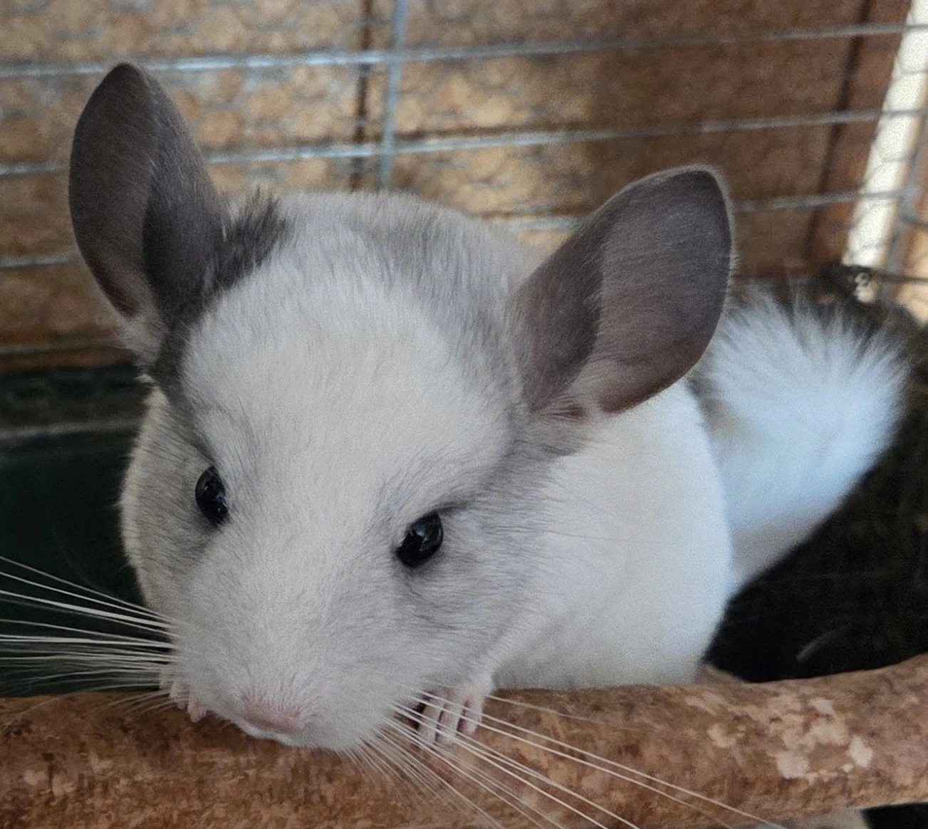 Činčilí sameček White ebony