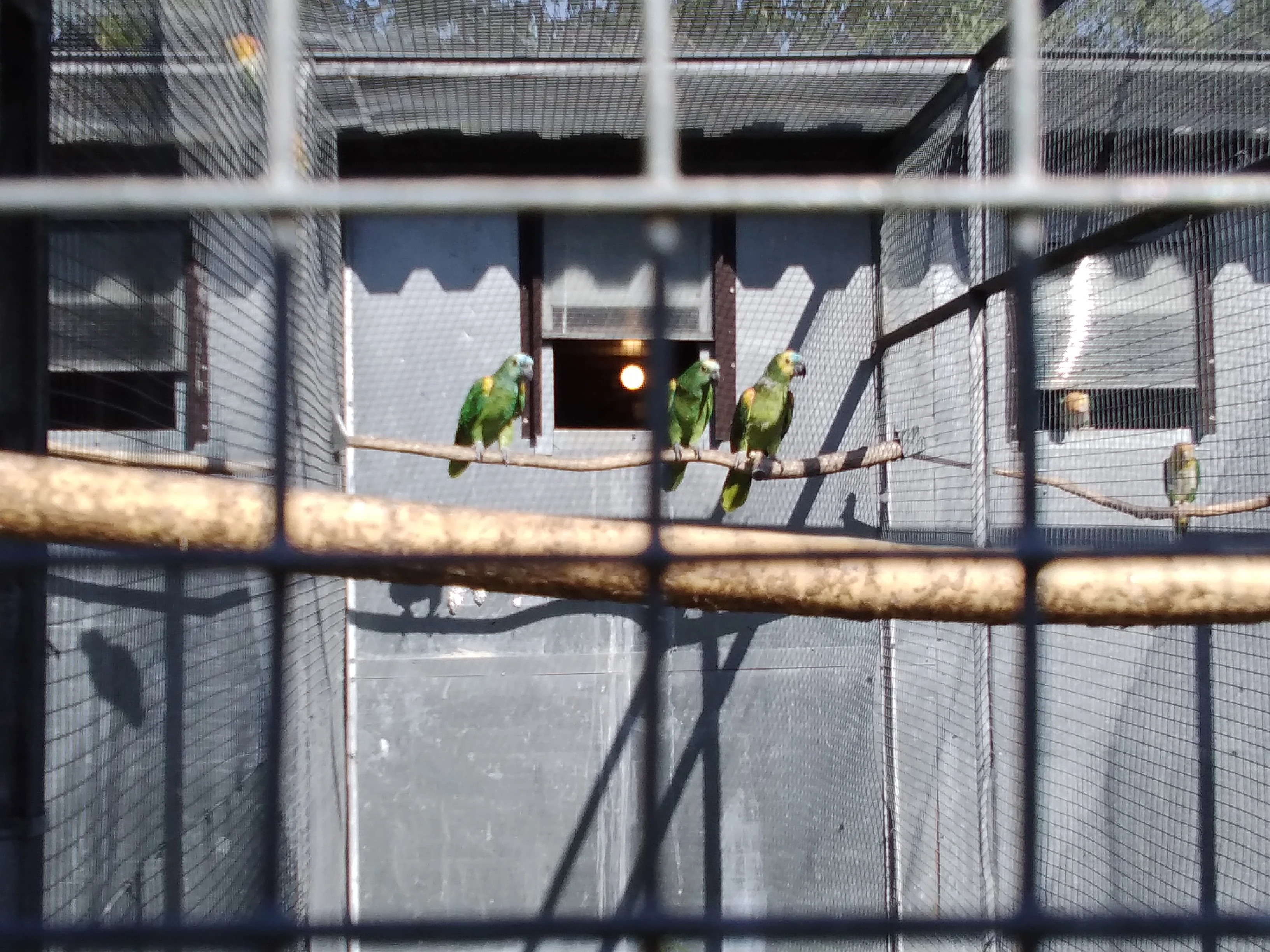 Amazoňan modročelý