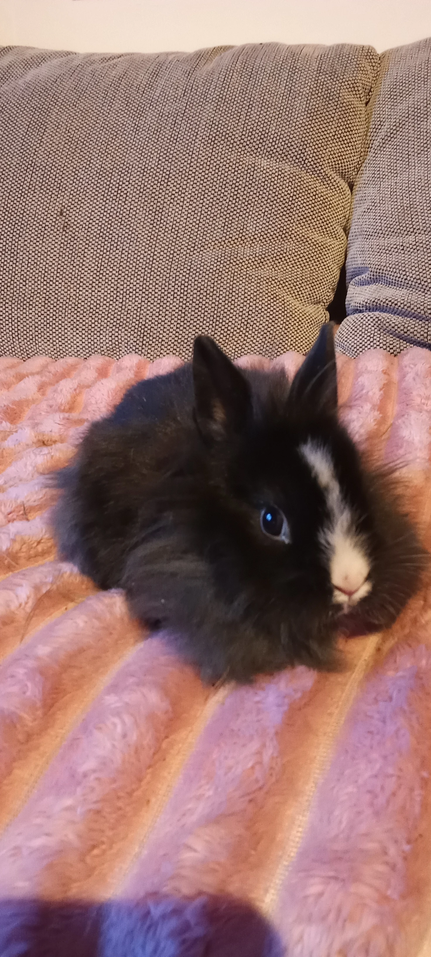 Zakrslý králíčci