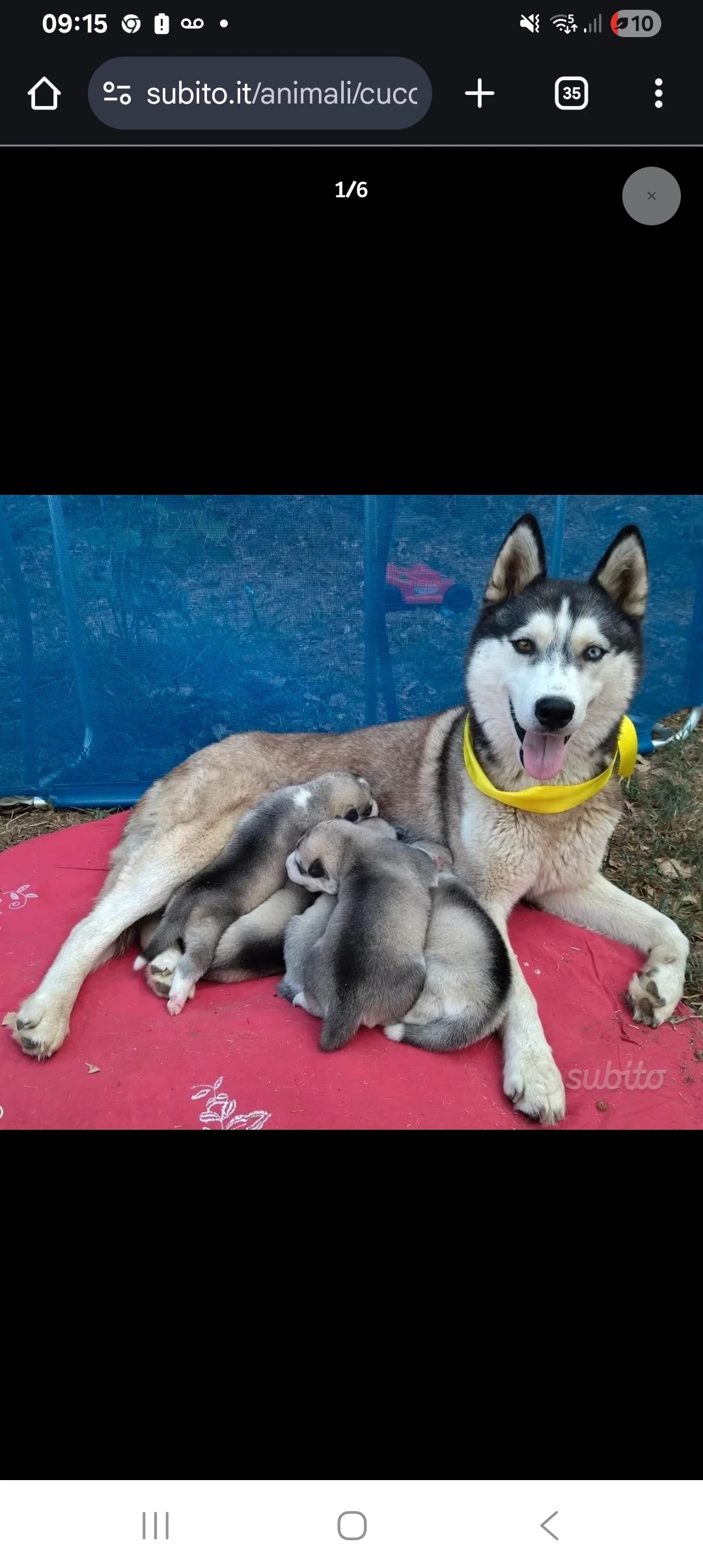 Štěňátko sibiřského husky s pp