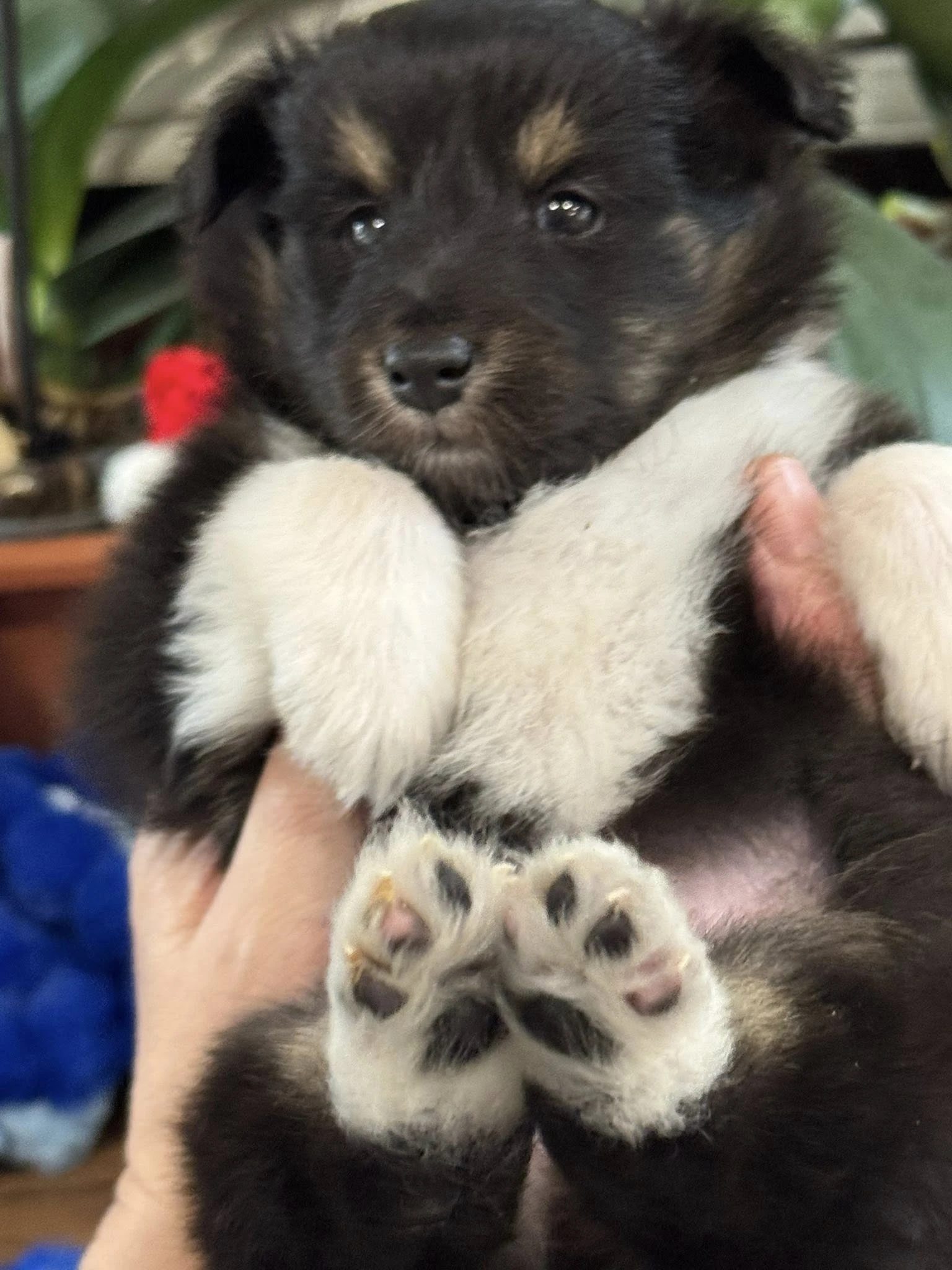 Prodám pejska šeltie s PP