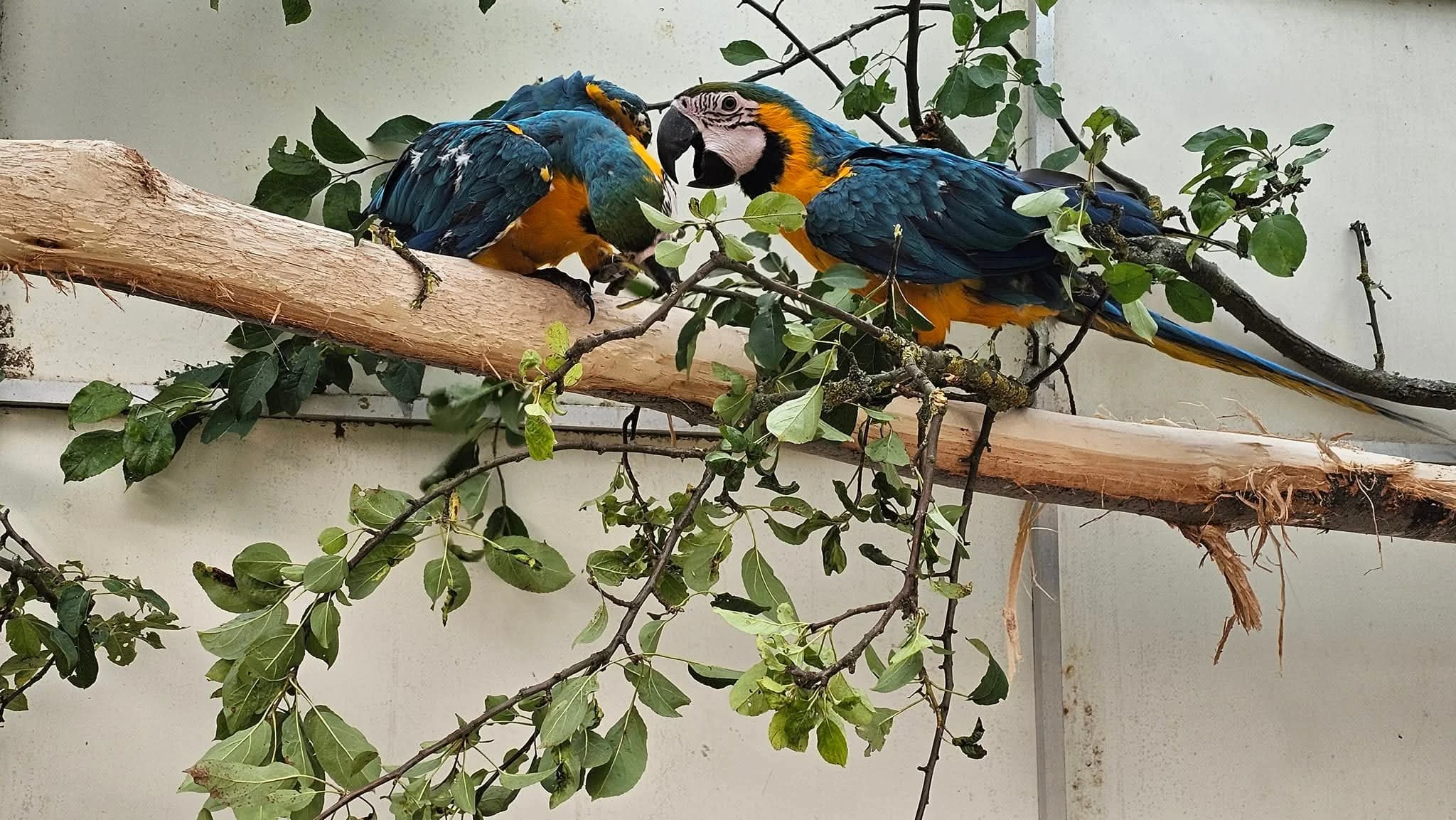 Prodám Ara ararauna