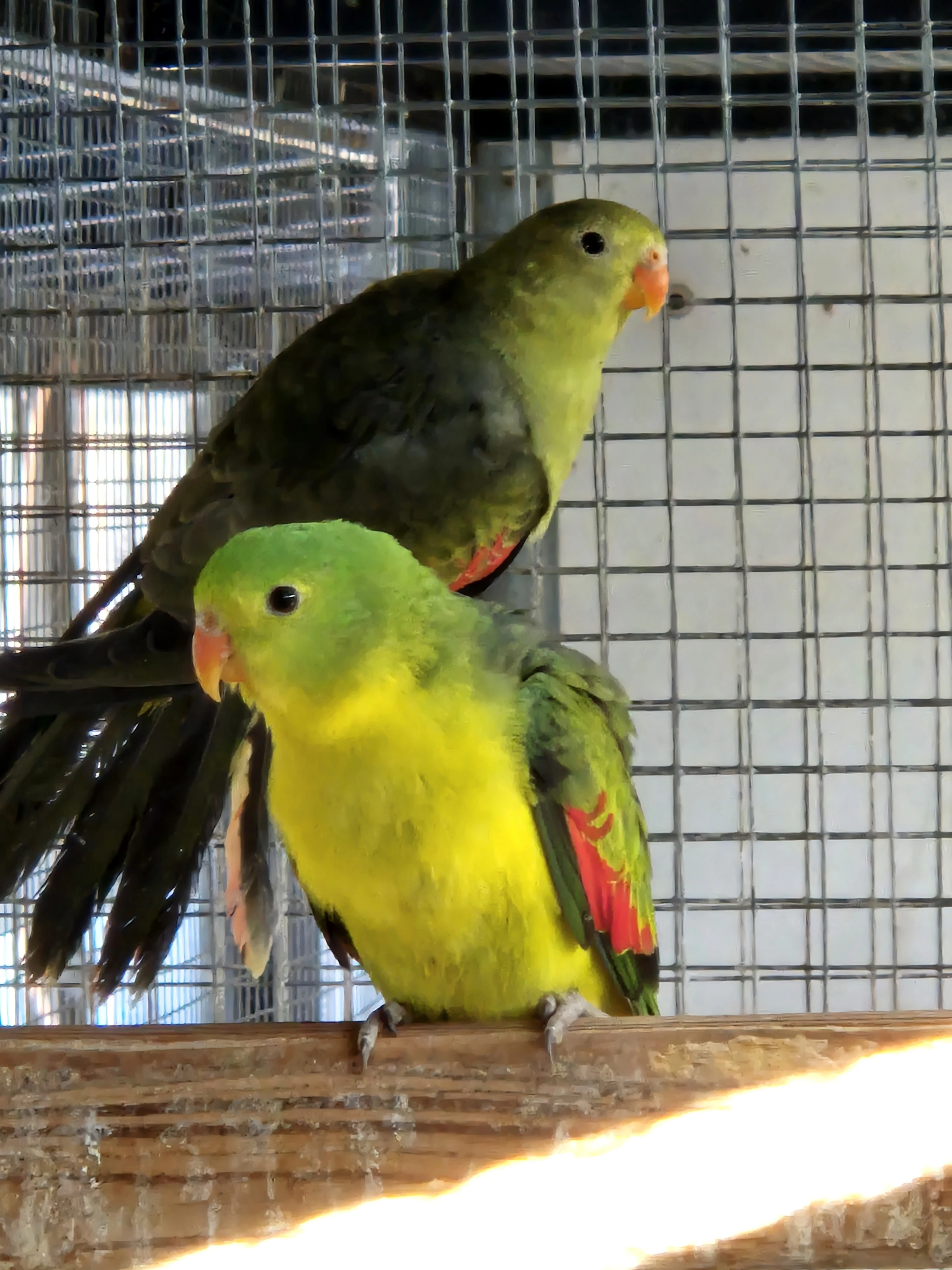 Papoušek červenokřídlý šedozelený/žlutý