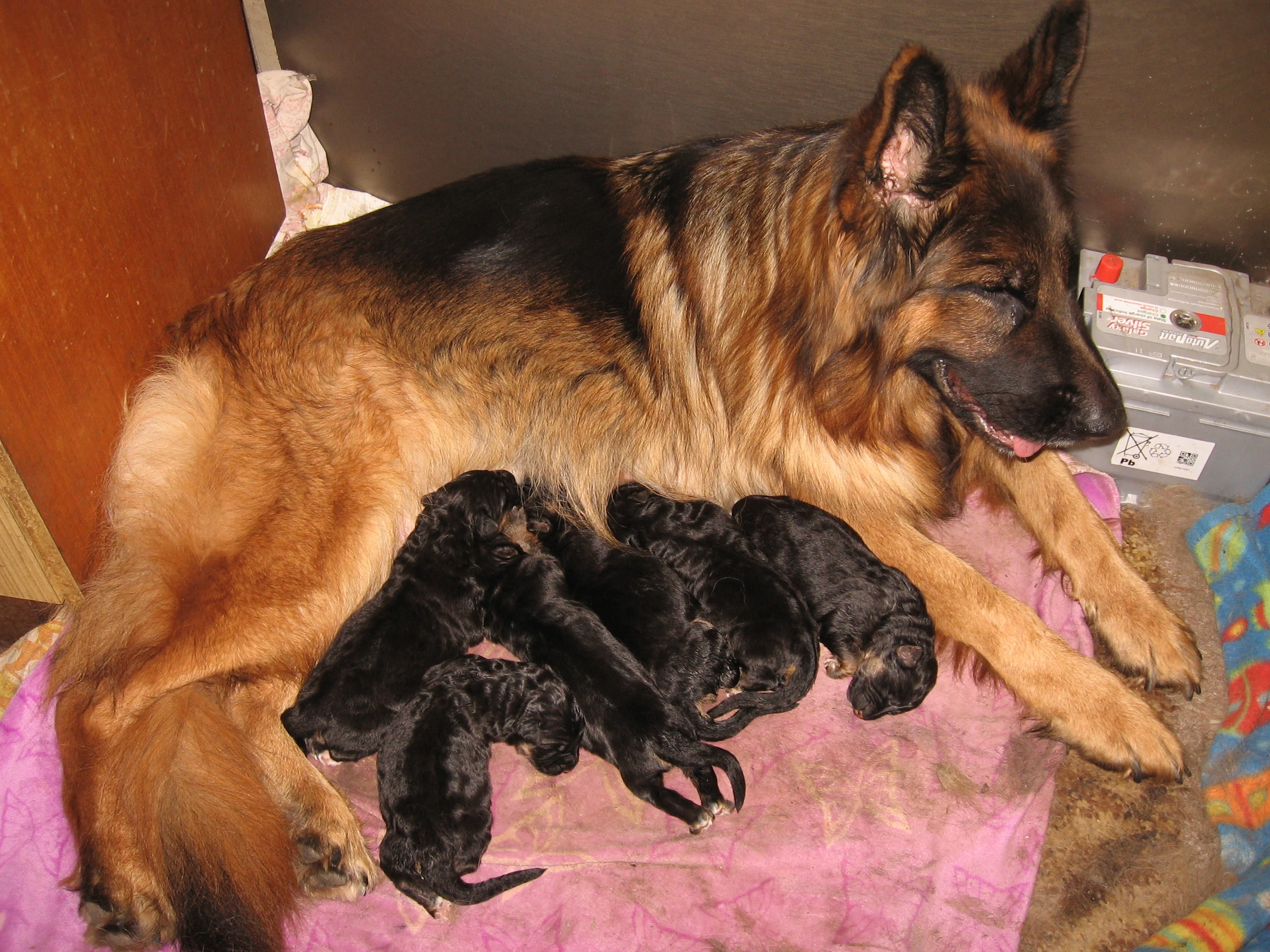 Německý ovčák dlouhosrstý