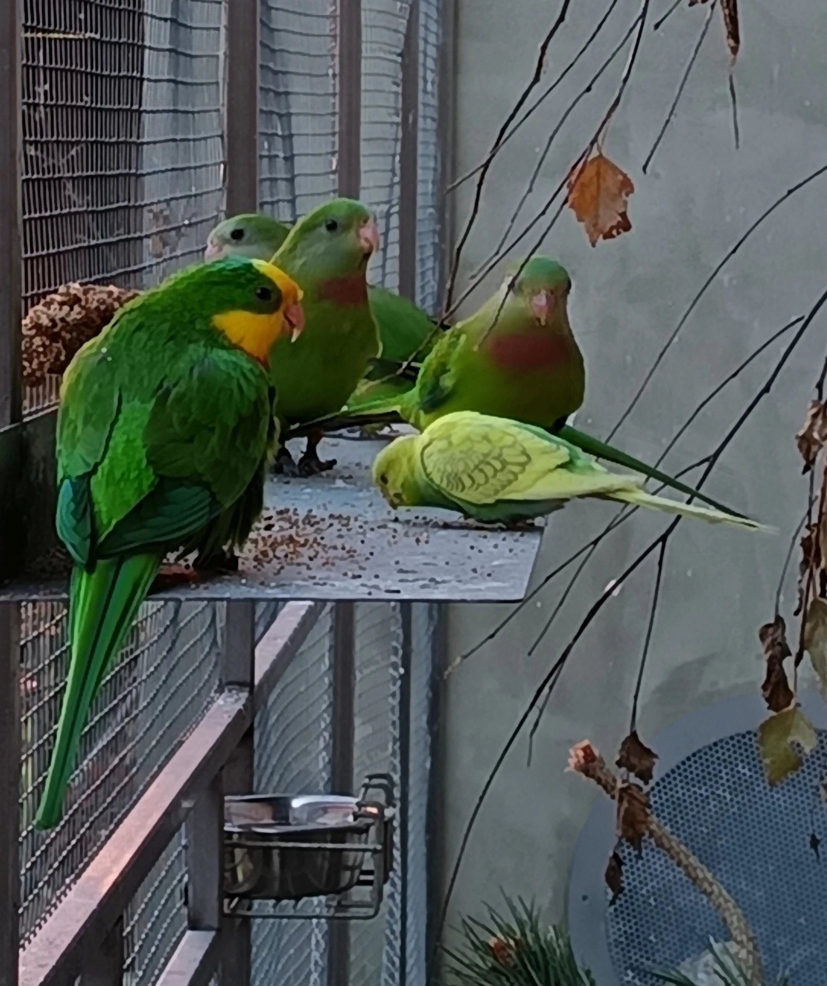 Papoušek nádherný - samci