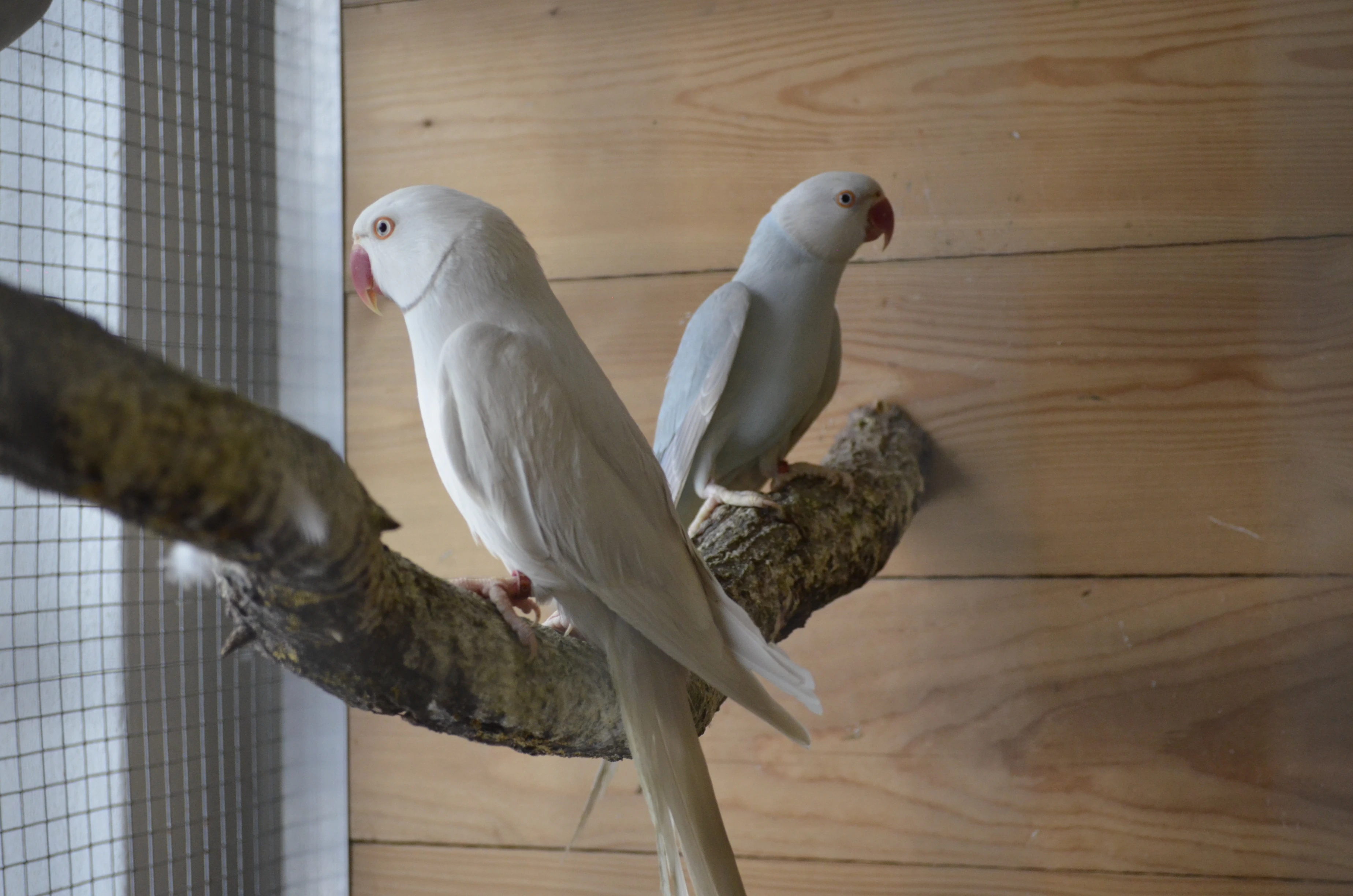 Alexandr malý modrý palid HO