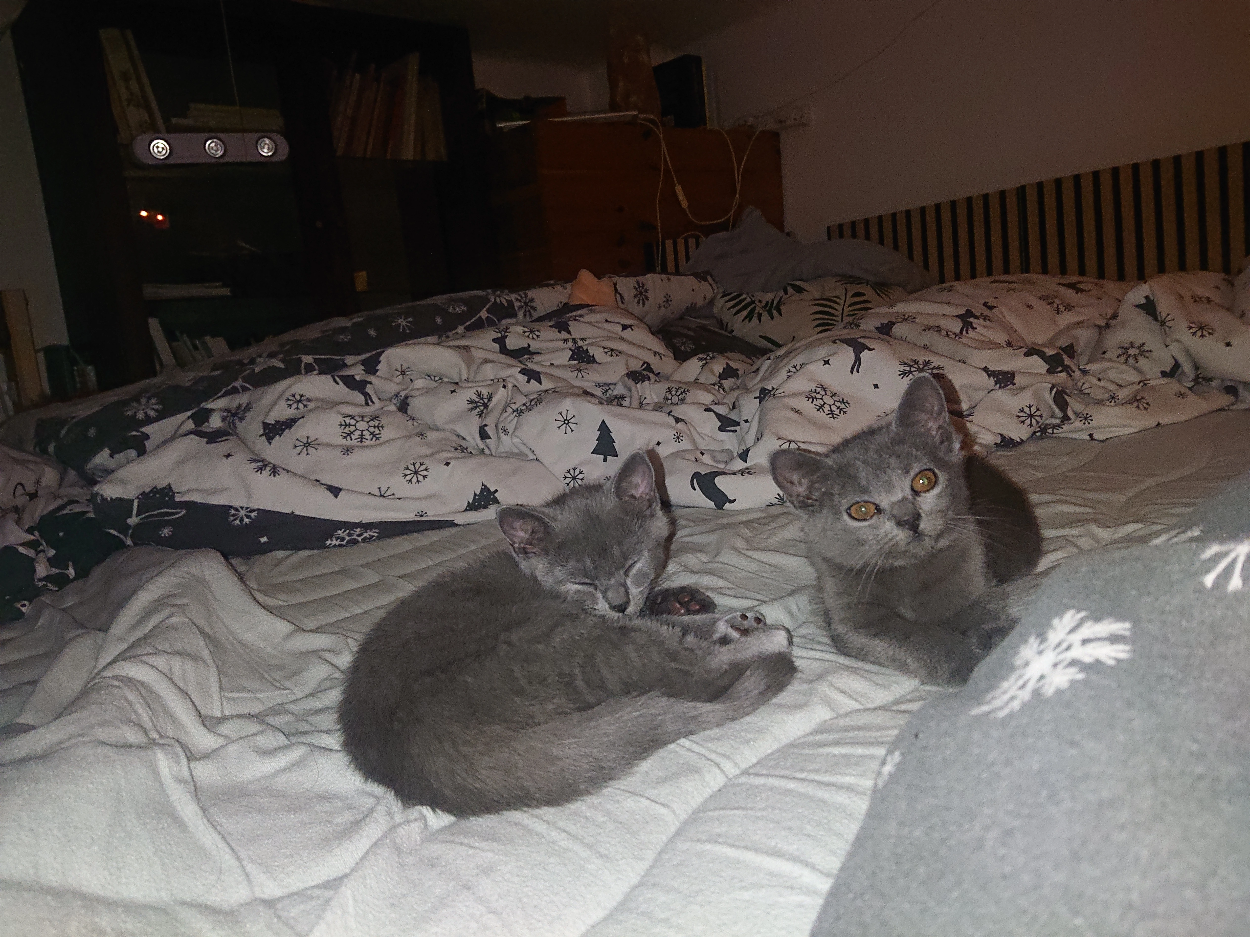 Vymazlená a uvrněná koťátka chartreux