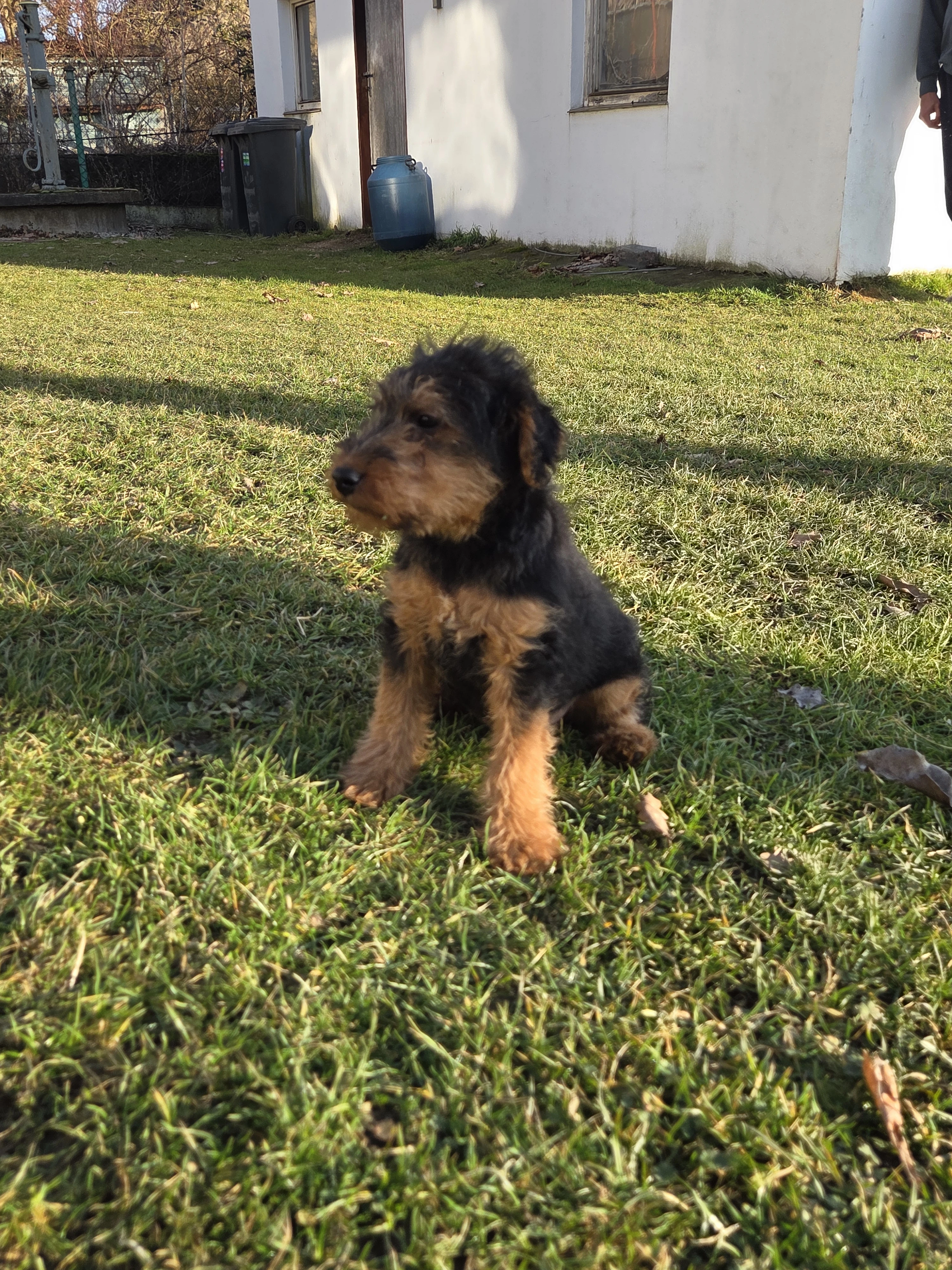 Štěňátka velšteriér