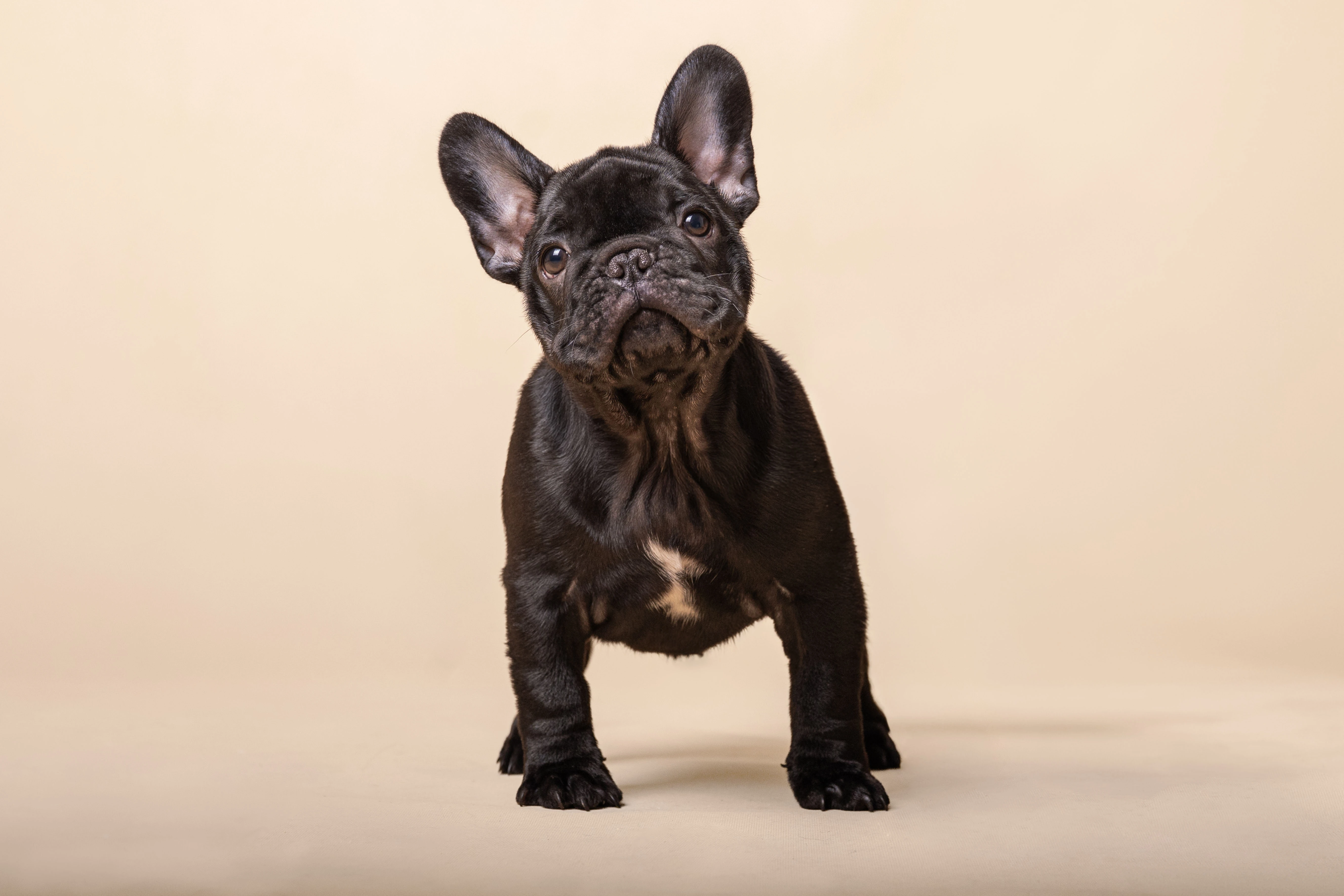 Exkluzivní štěně Francouzského buldočka s PP FCI – CHS Boydream