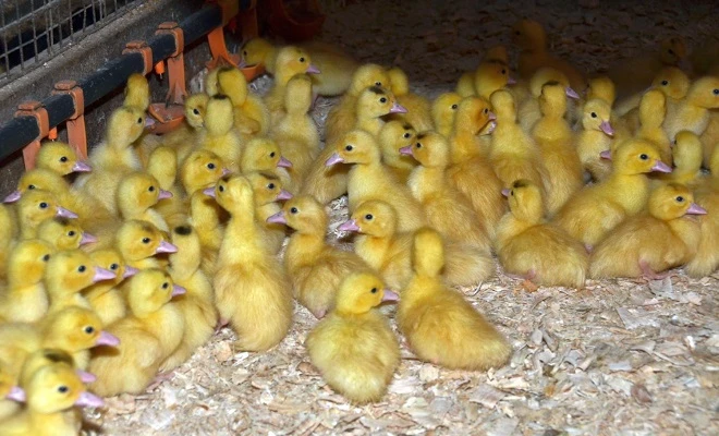 Housata, káčata, mulardy