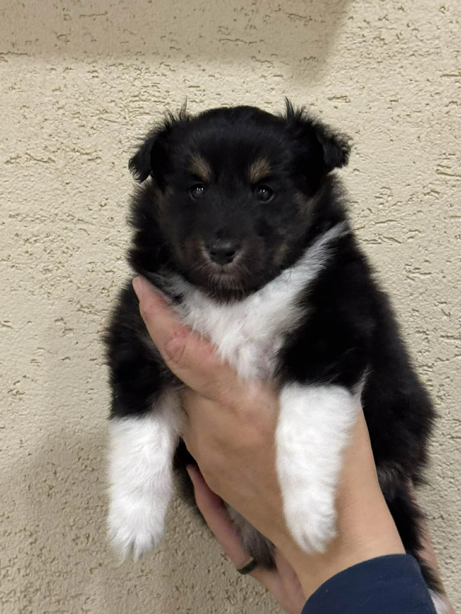 Prodám pejska šeltie s PP