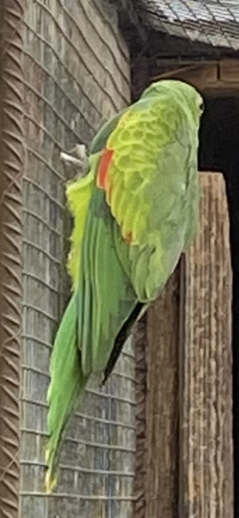 Papoušek červenokřídlý 0,1