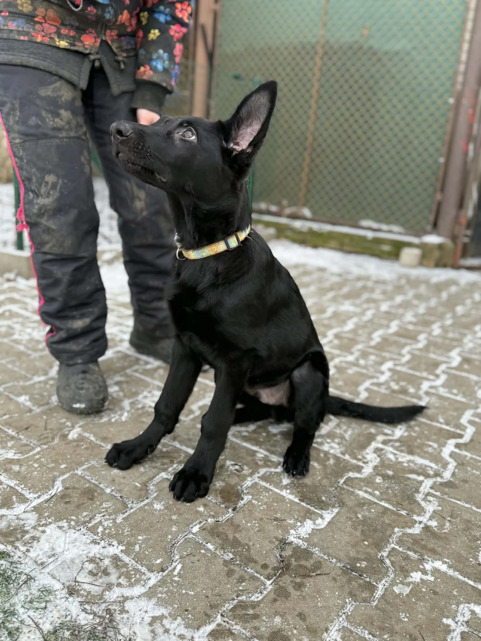 Štěně NO 3,5 měsíce