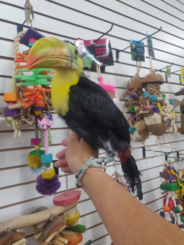 Ramphastos sulfuratus