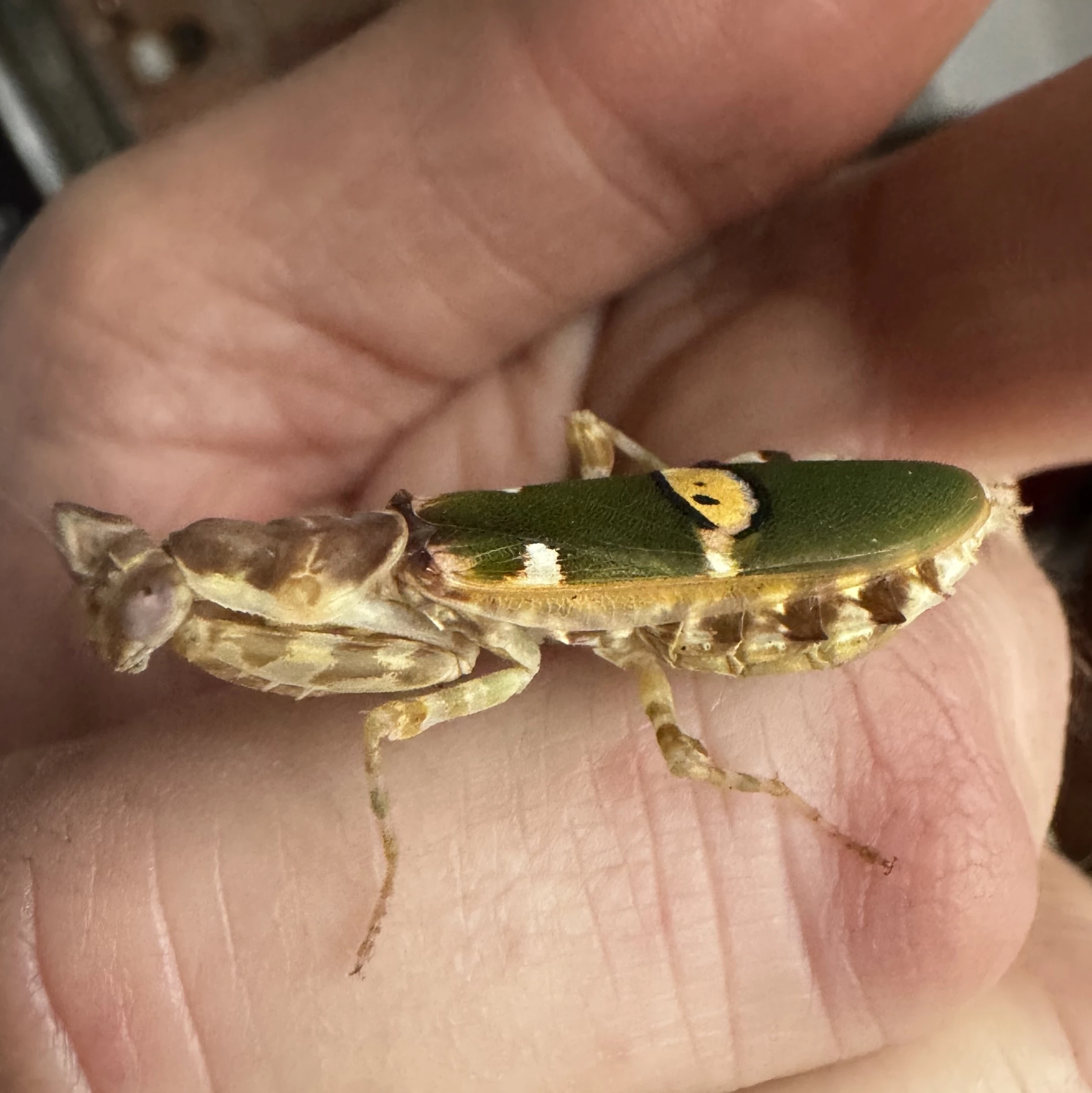 Prodám kudlanky (Creobroter gemmatus)