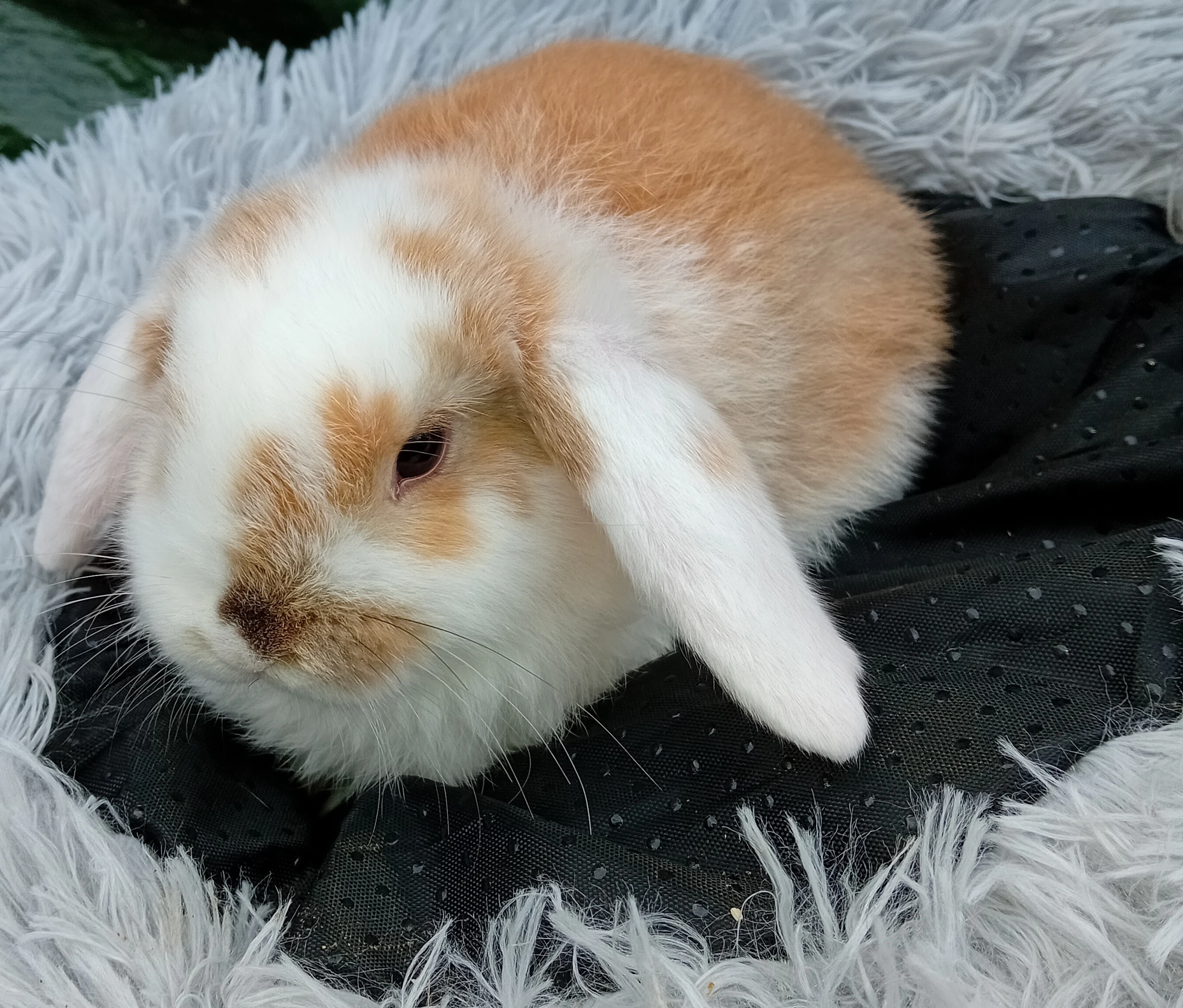 Zakrslý beránek D3