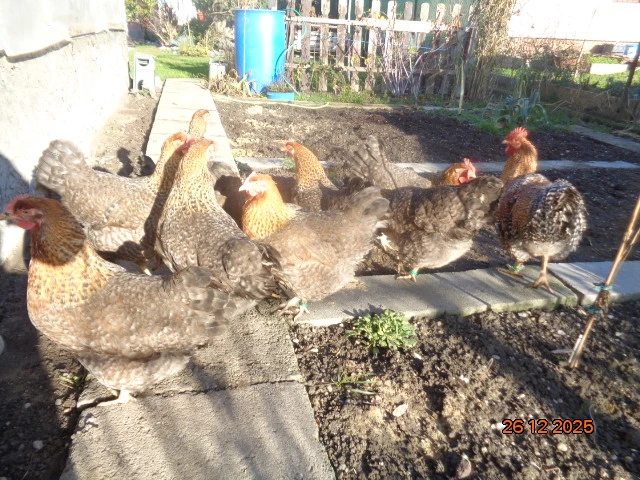 Násadové vajcia veľkého znáškového plemena Bielefeldka rodofarebná.