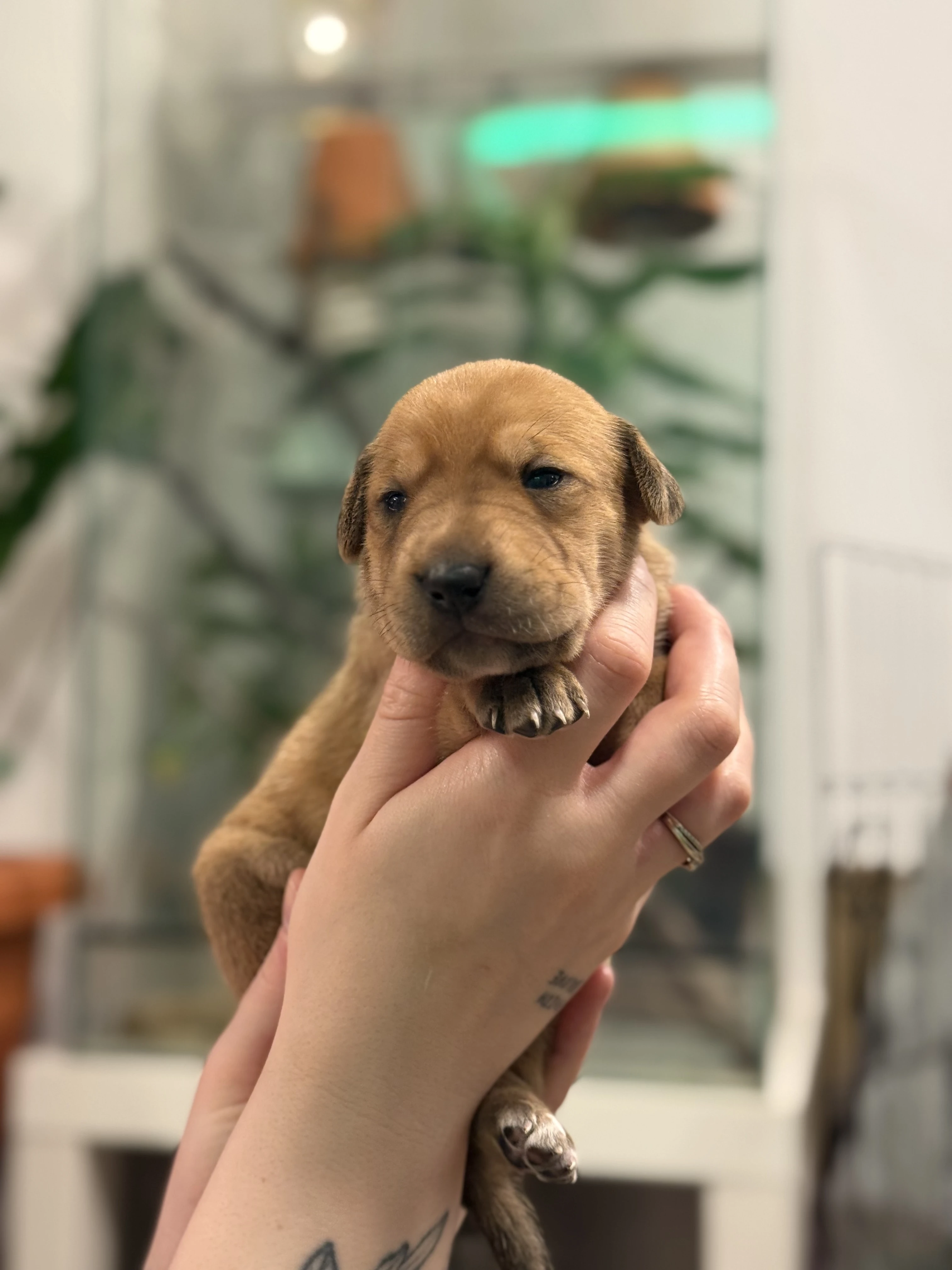 Štěňátka labrador x Border kolie