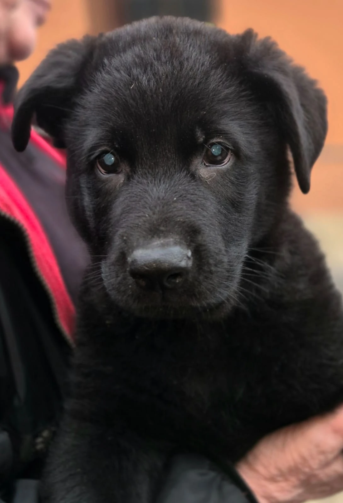 Německý ovčák štěně