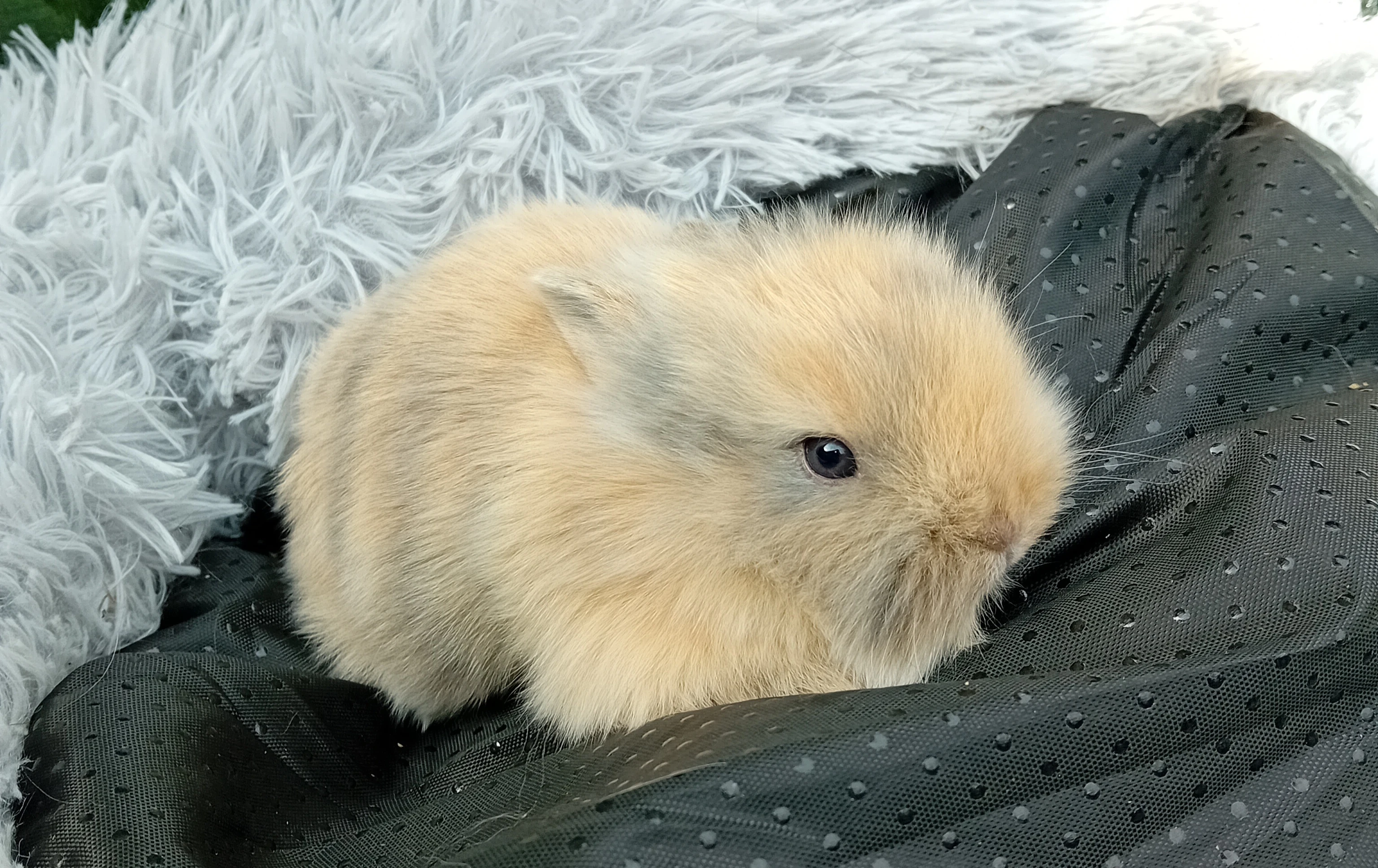 Zakrslý králíček E1