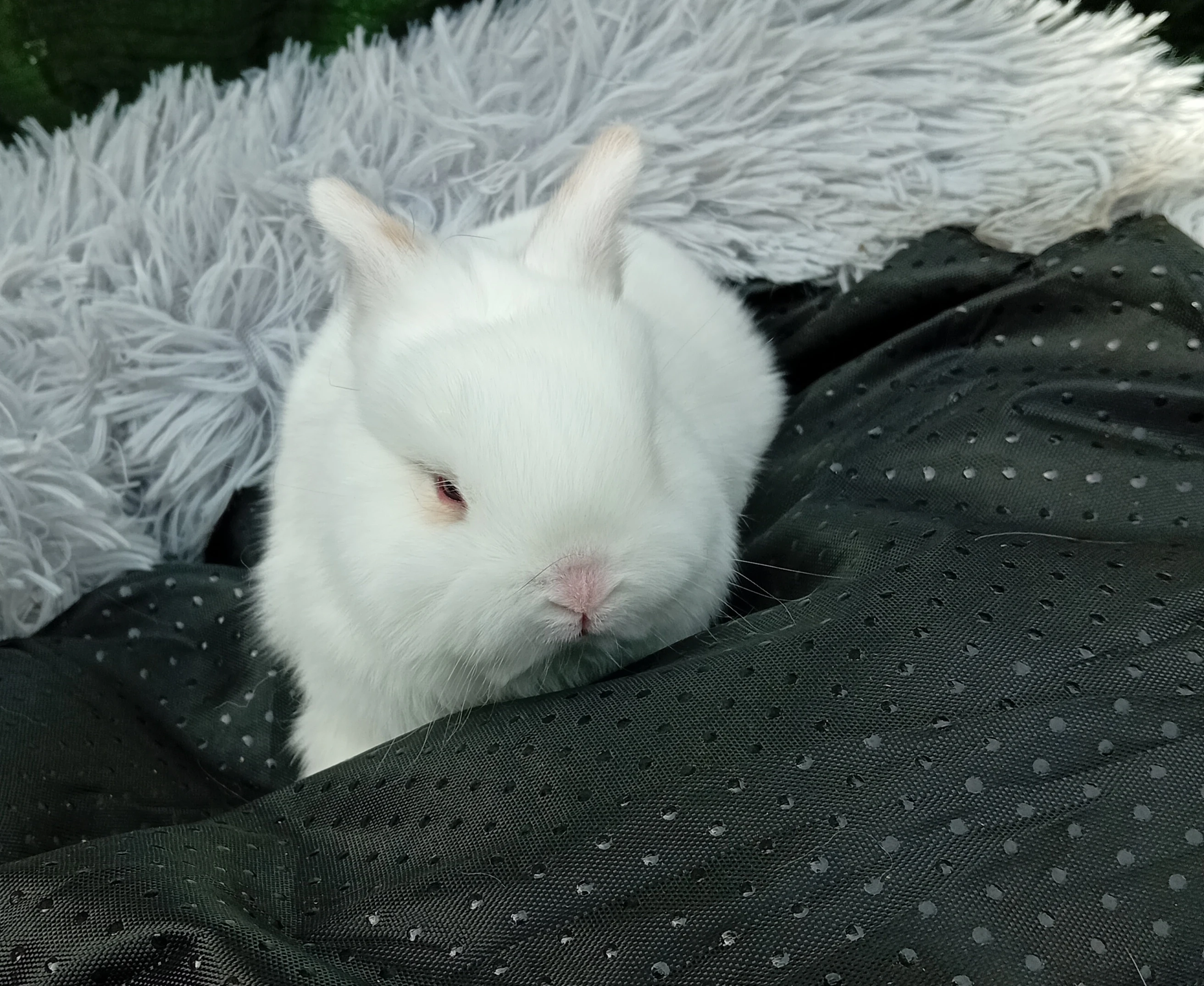 Zakrslý králíček E3