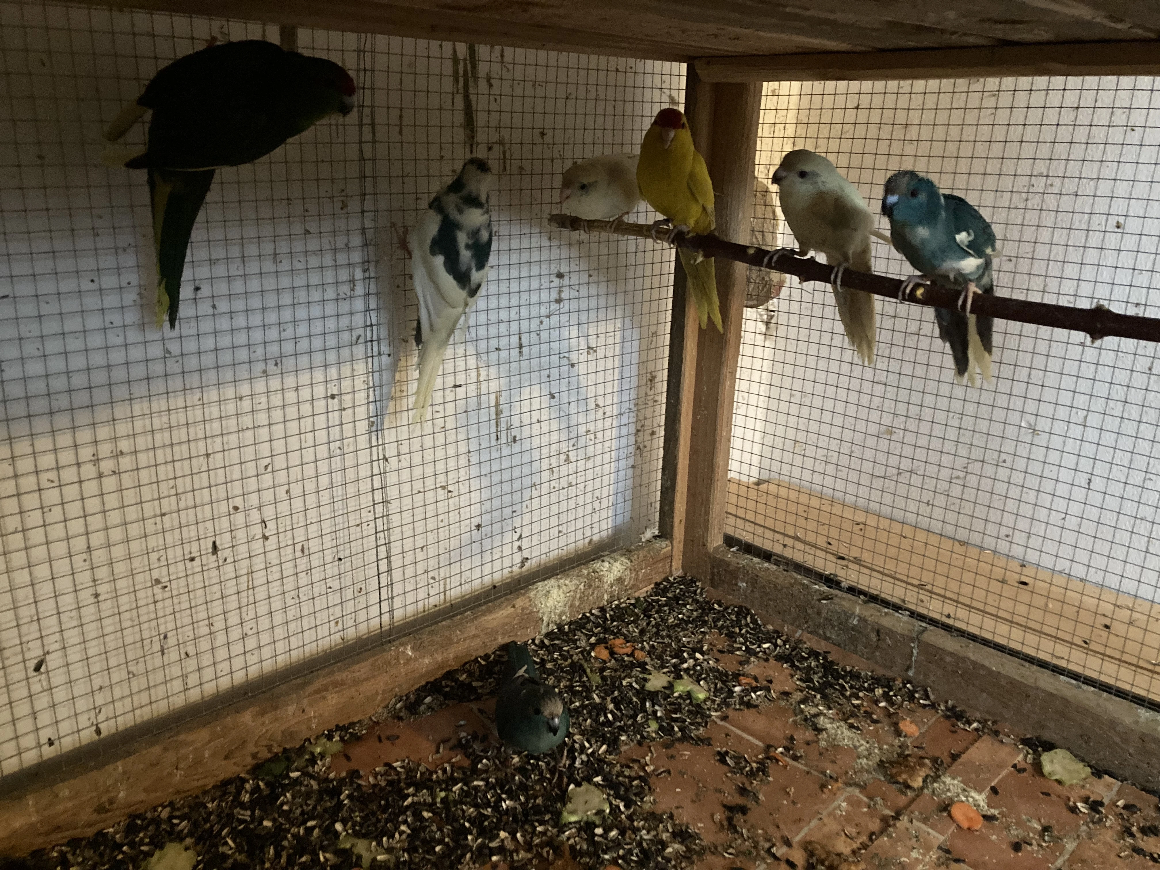 Kakariki červenočelý