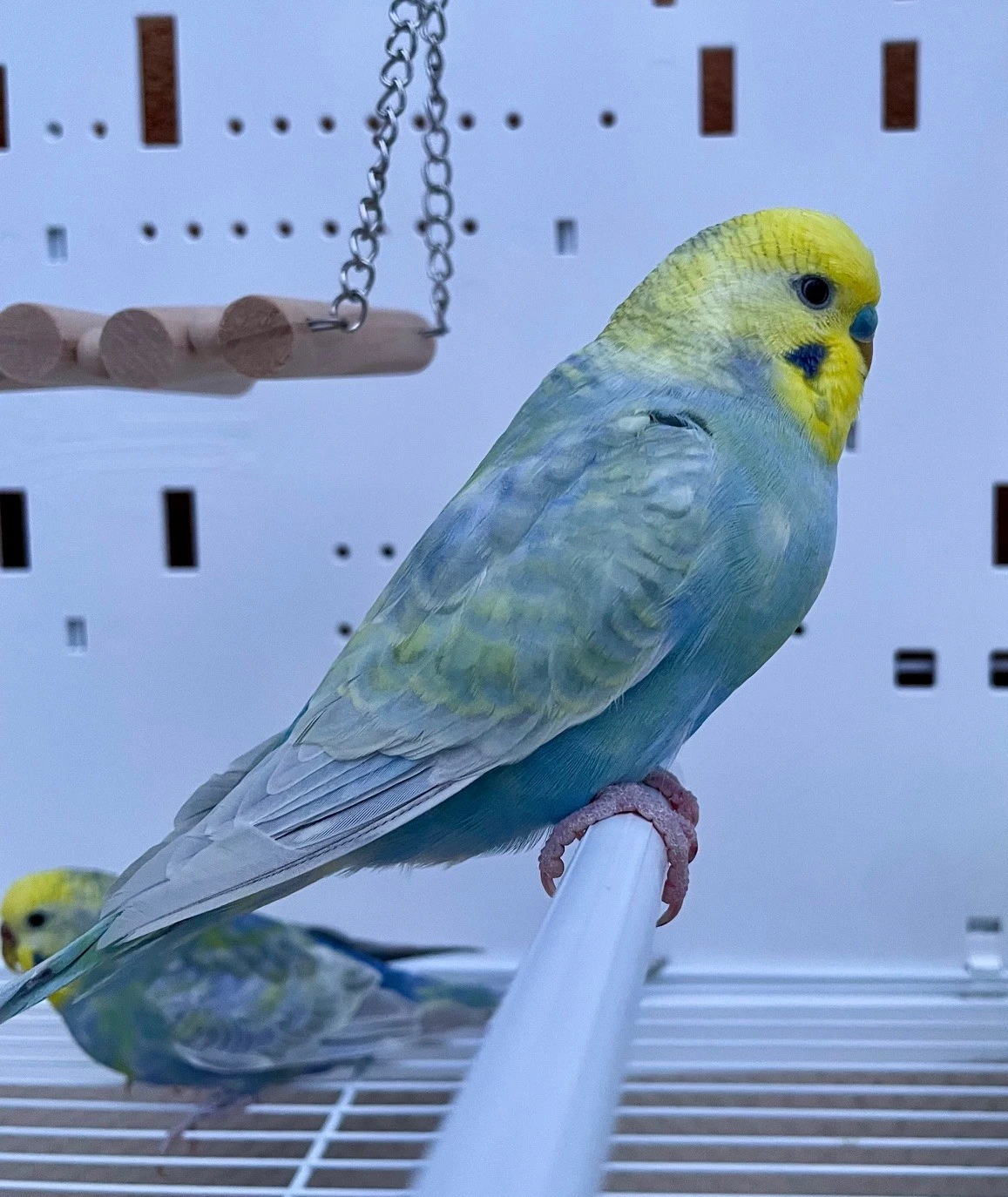 Pár duhových andulek 2025