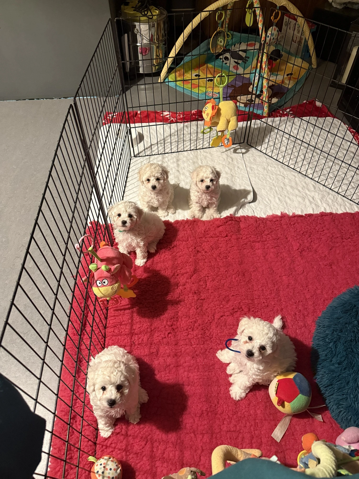 Štěnátka s PP Bichon a poil frise, Bišonek