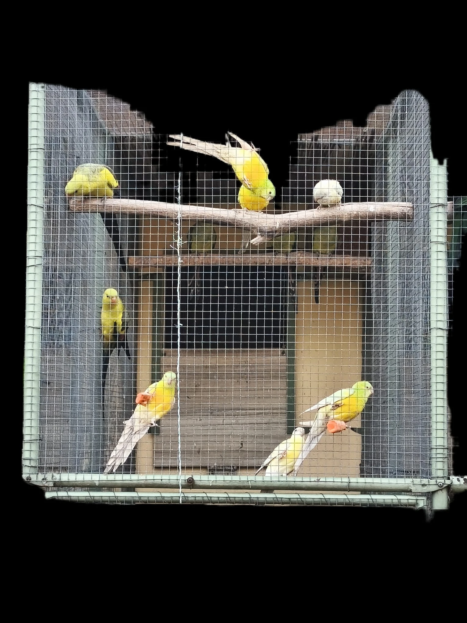 Papoušek královský, horský a zpěvavý