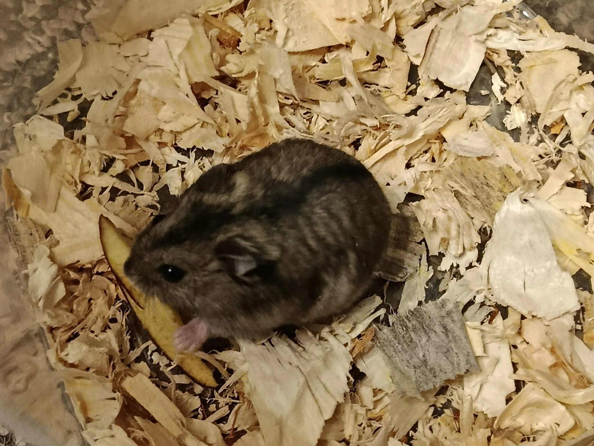 Křečík džungarský