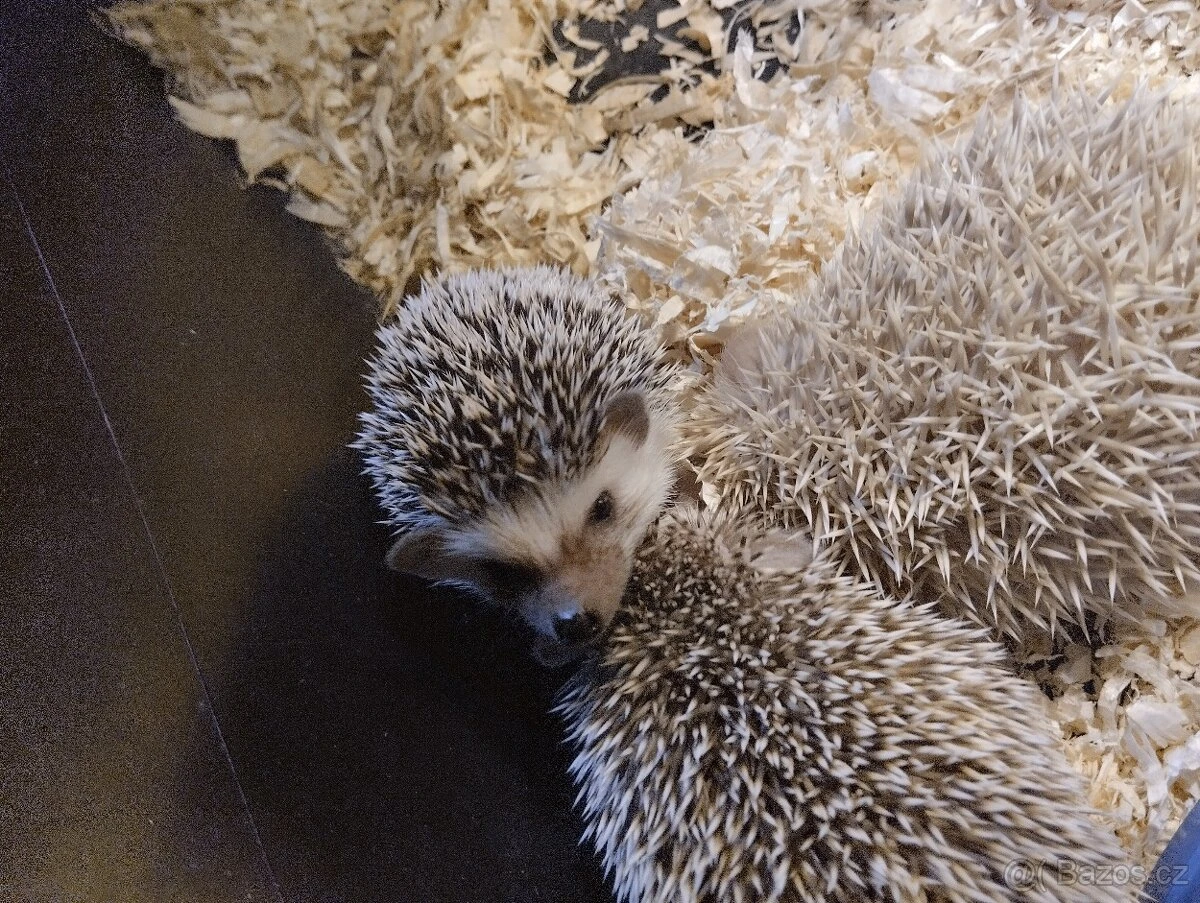 Ježek bělobřichý