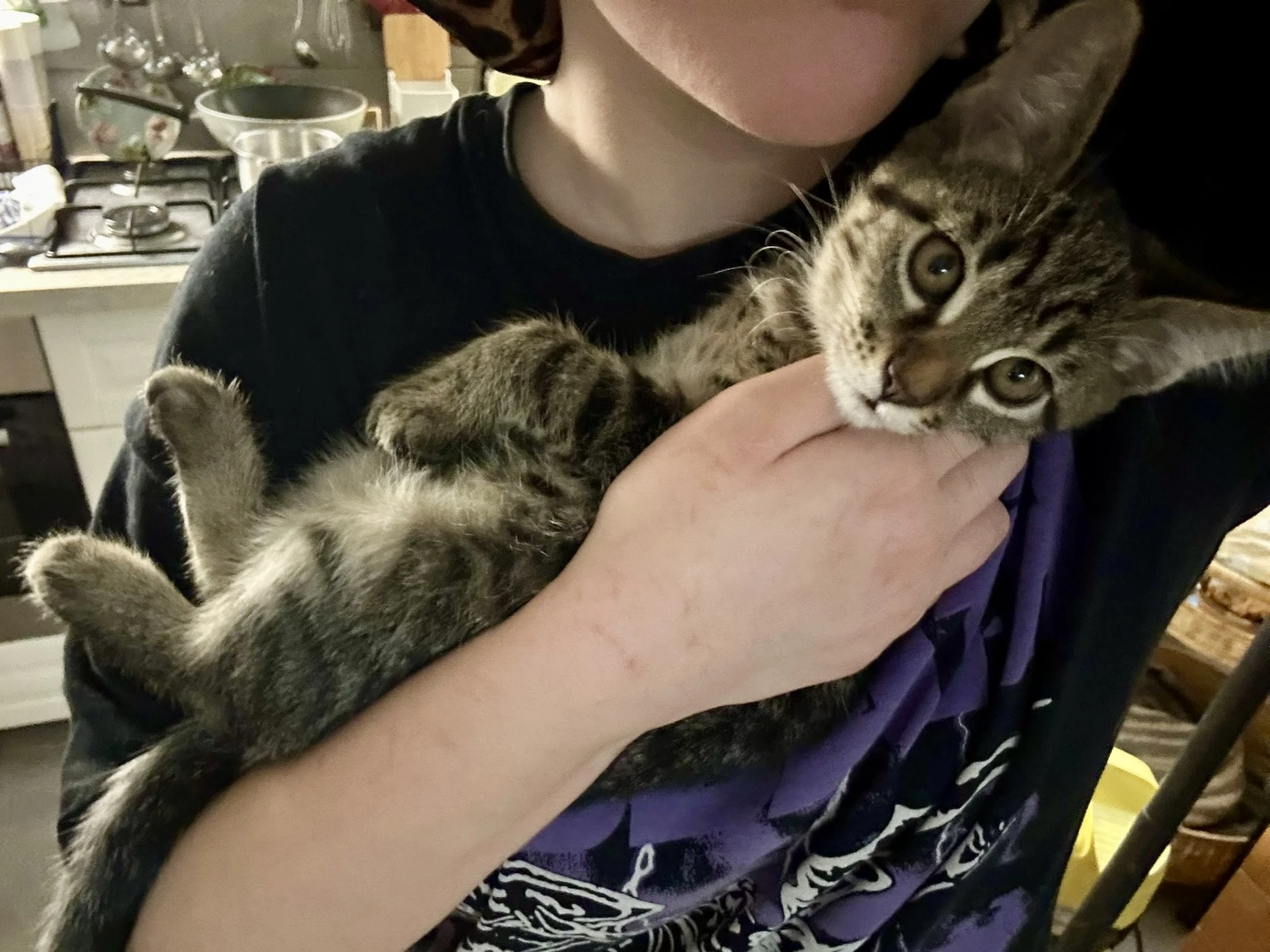 Koťátka vzhledu Mainské mývalí bez PP