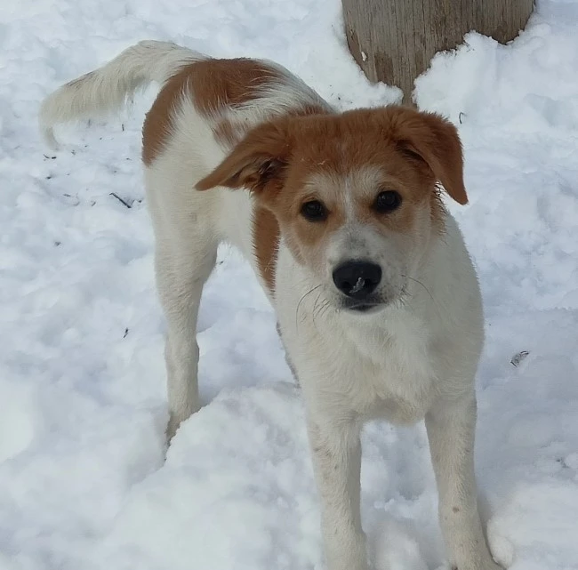 Kanaánský pes - štěně s PP