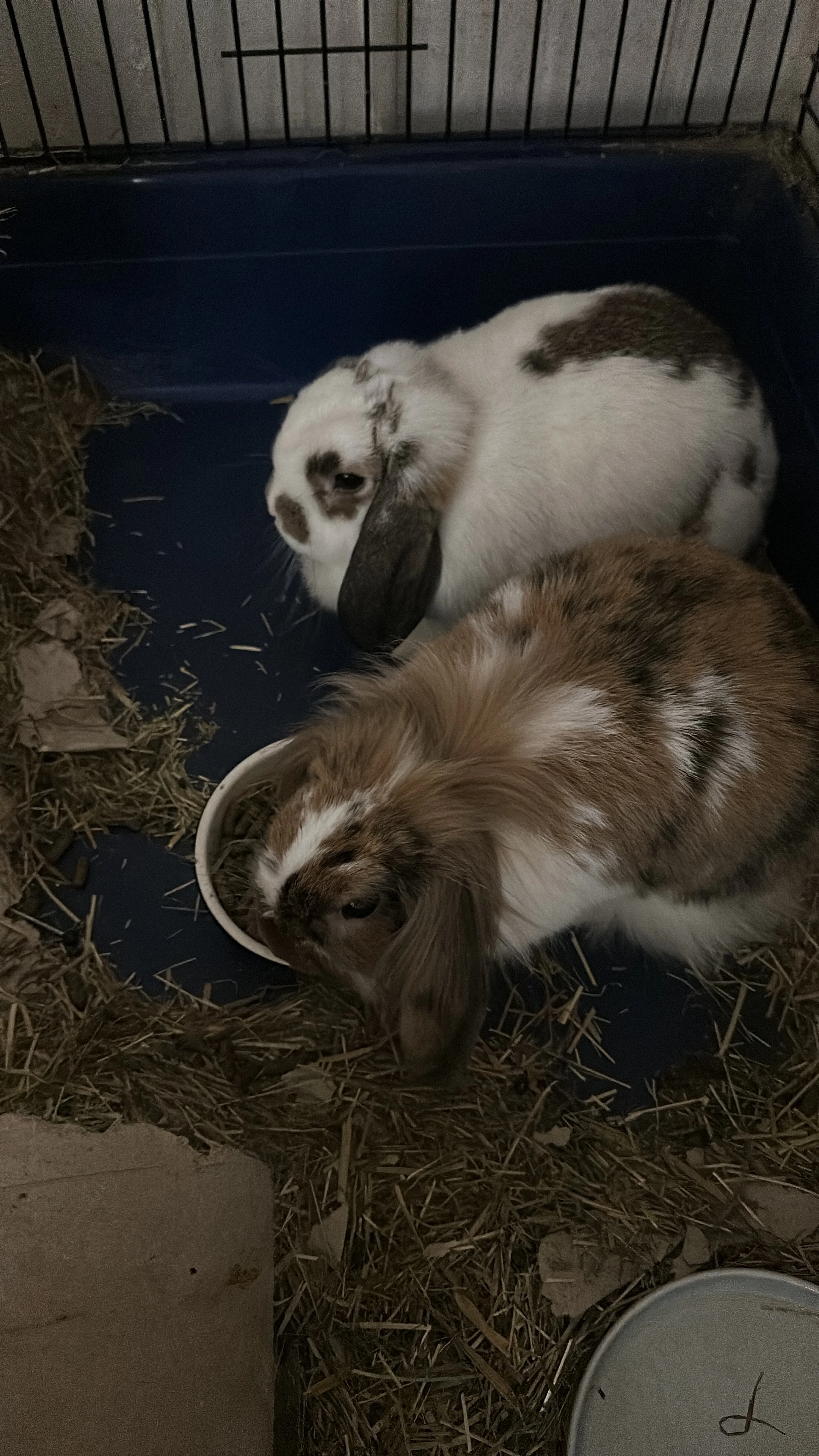 Daruji králice minilop