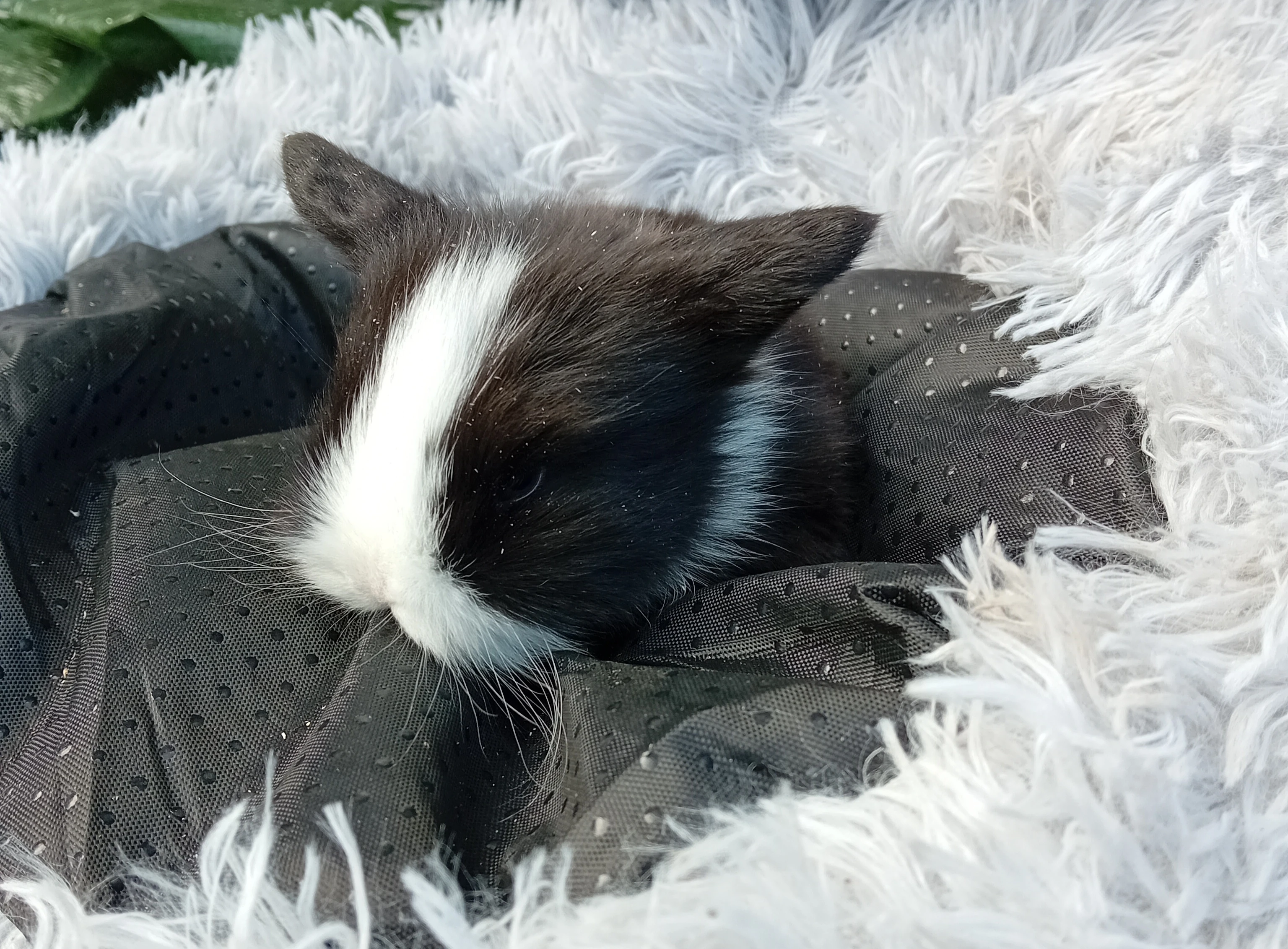 Zakrslý beránek F3