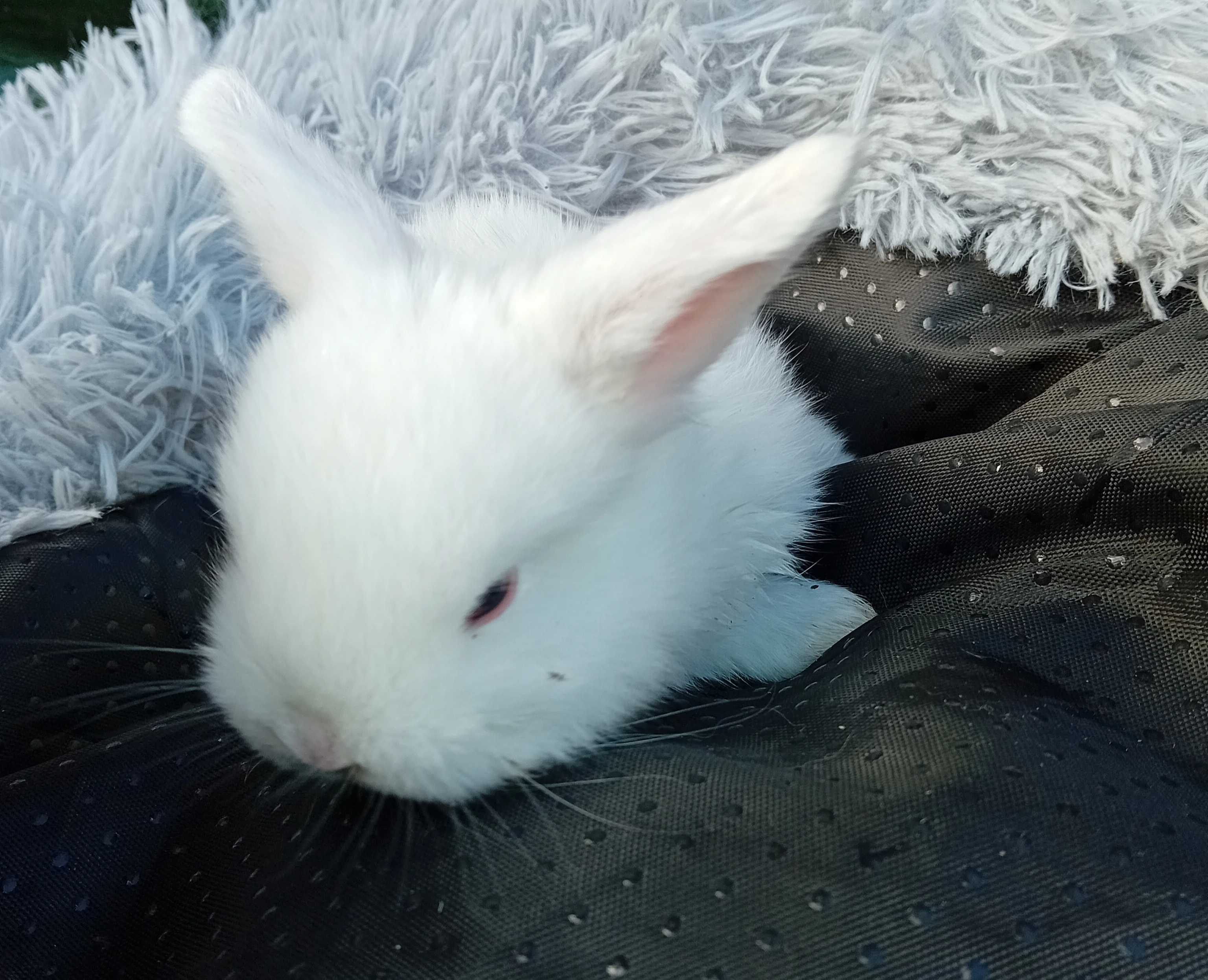 Zakrslý beránek F6