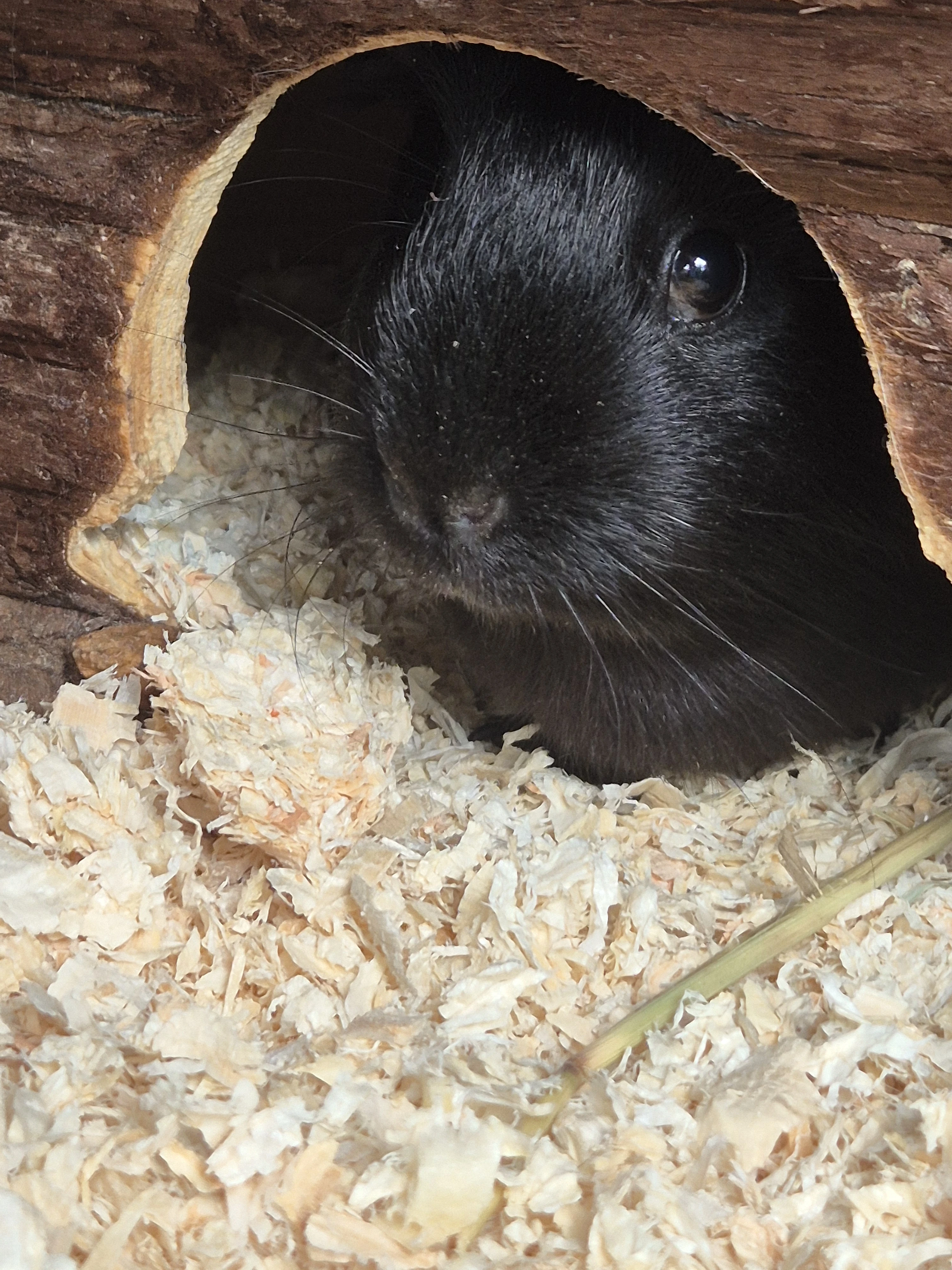 Daruji dvě samice morčata