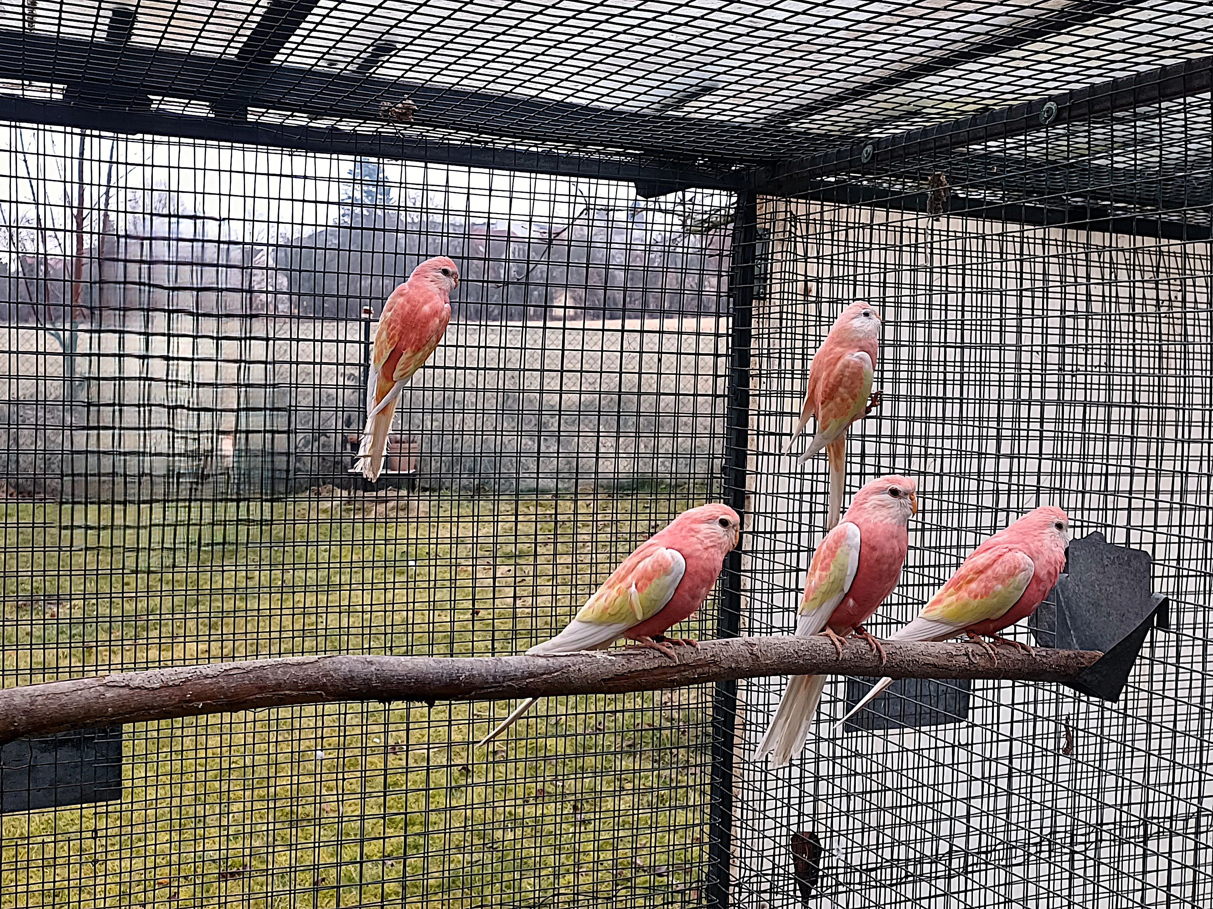 Neoféma bourek rubino