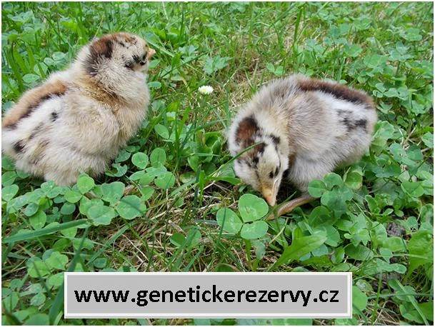 Česká zlatá kropenka - kuřata 1-3 d.