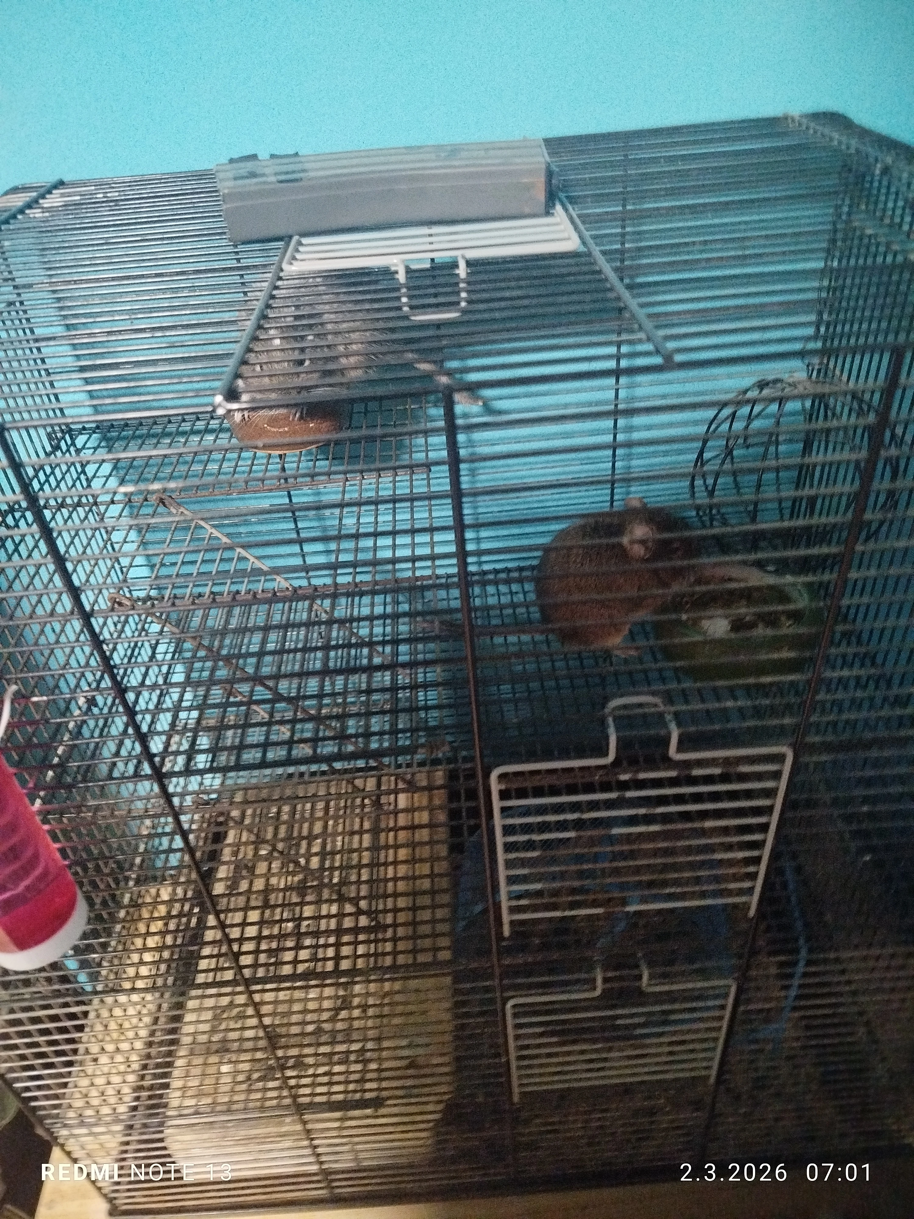 Daruji 2 osmáky degu