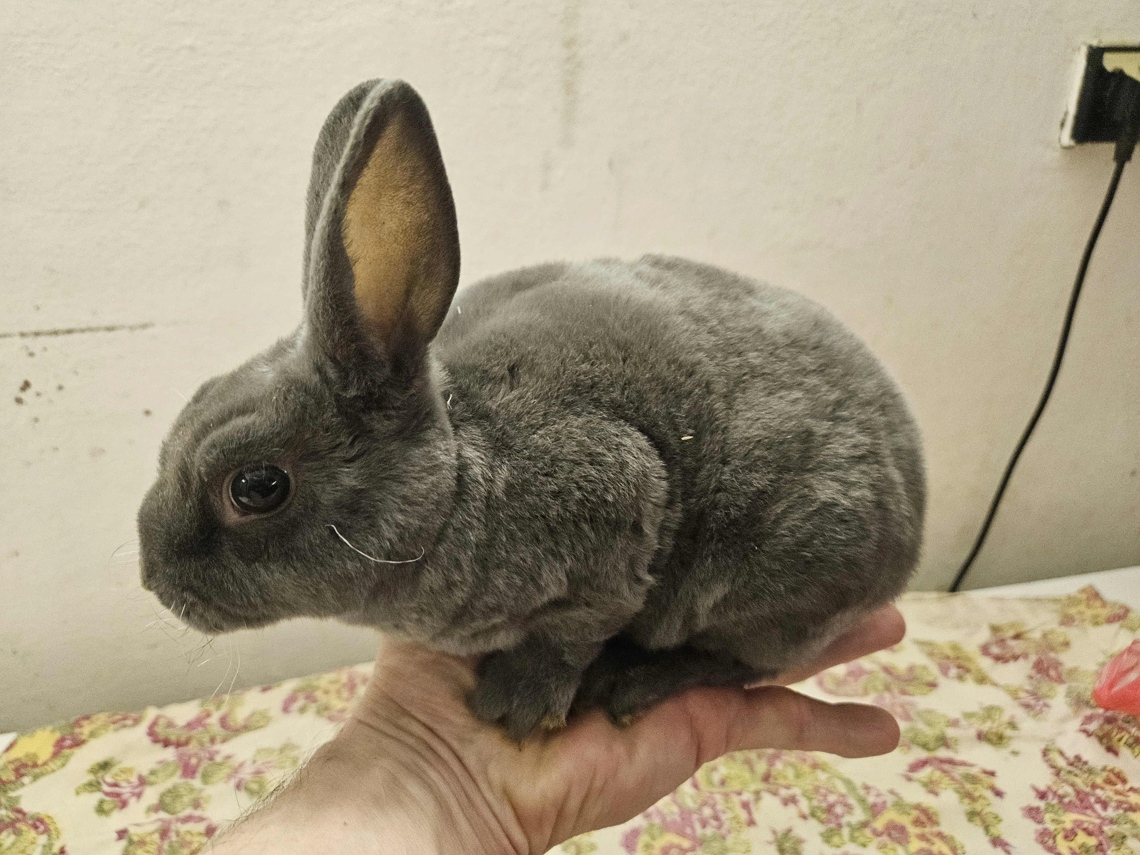 Zakrslý králíček