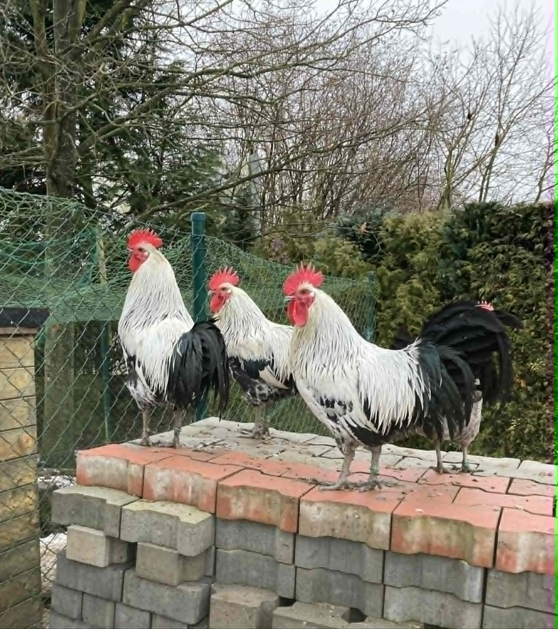 Česká stříbrná kropenka