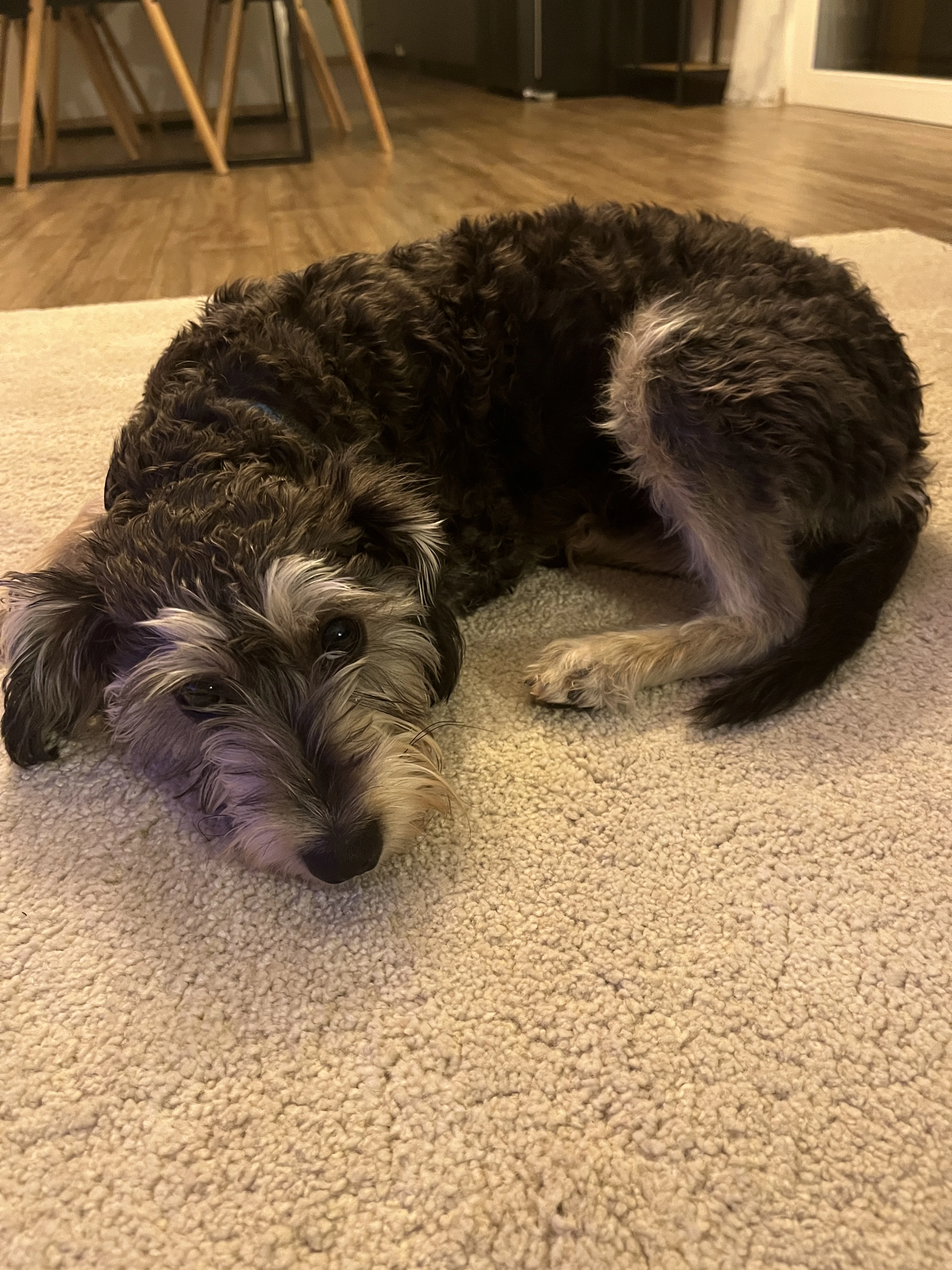 K adopci kříženec