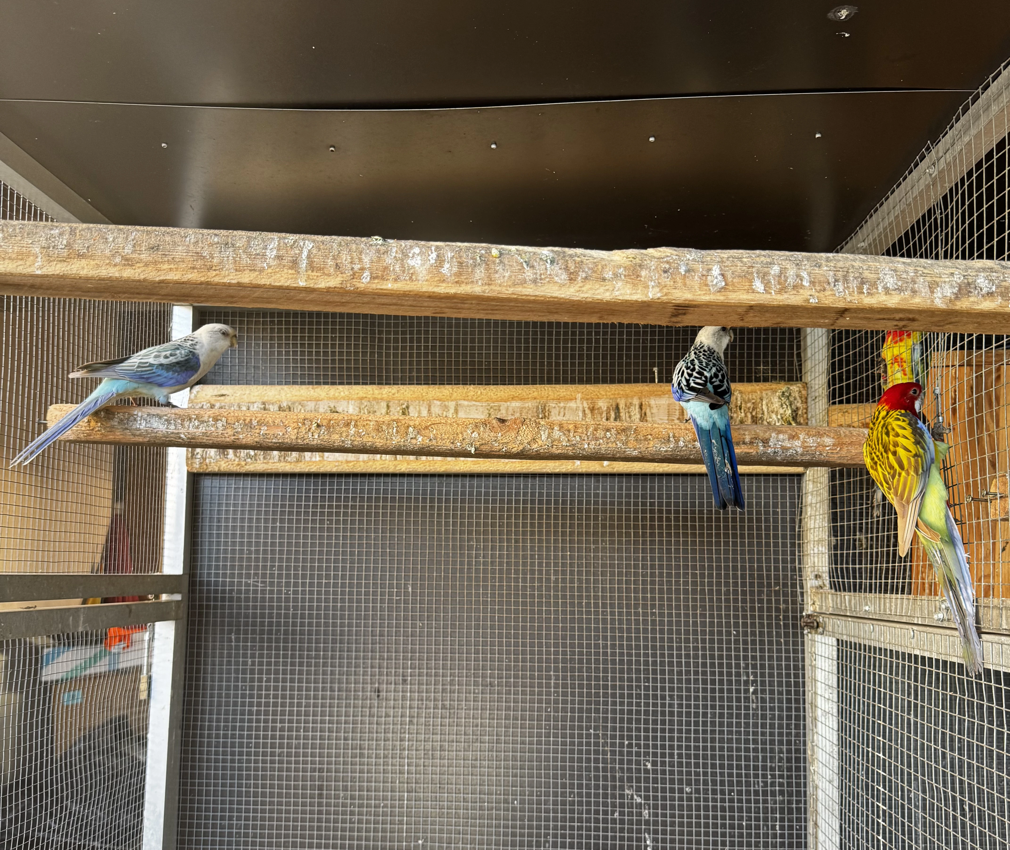 Prodám rosely pestré i mutace modrá