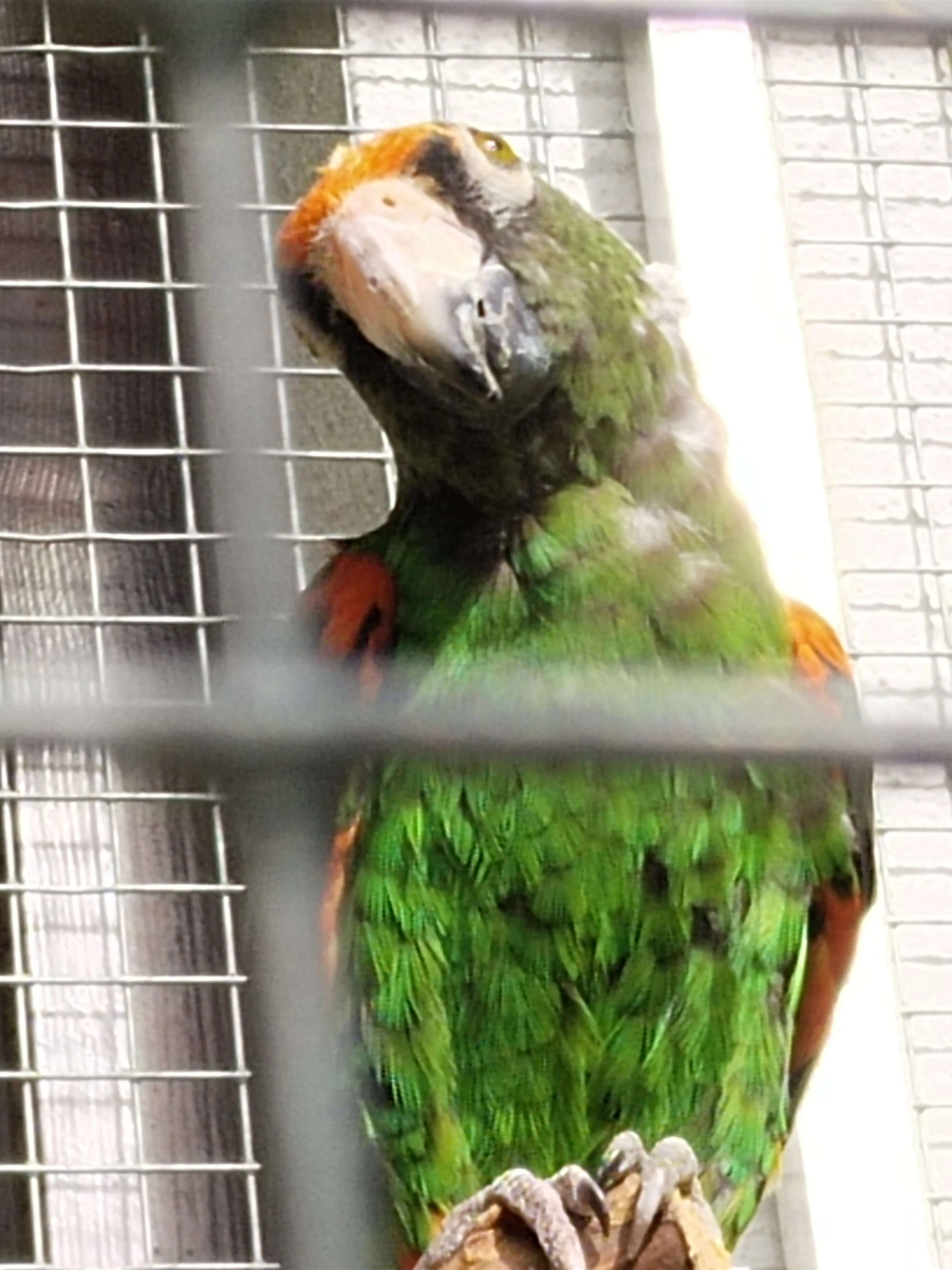 Papoušek konžský g.fantiensis 1.0